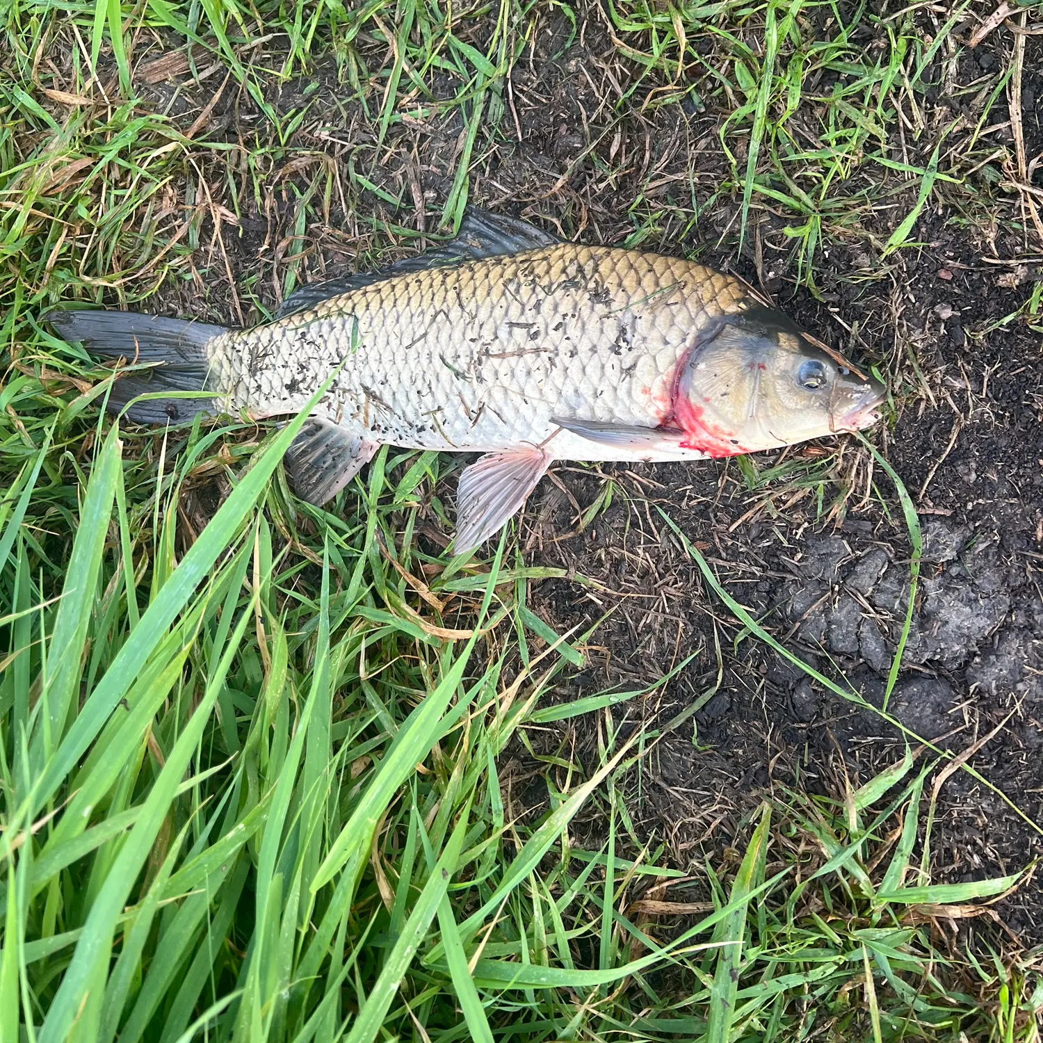 Common carp caught on Fishbrain