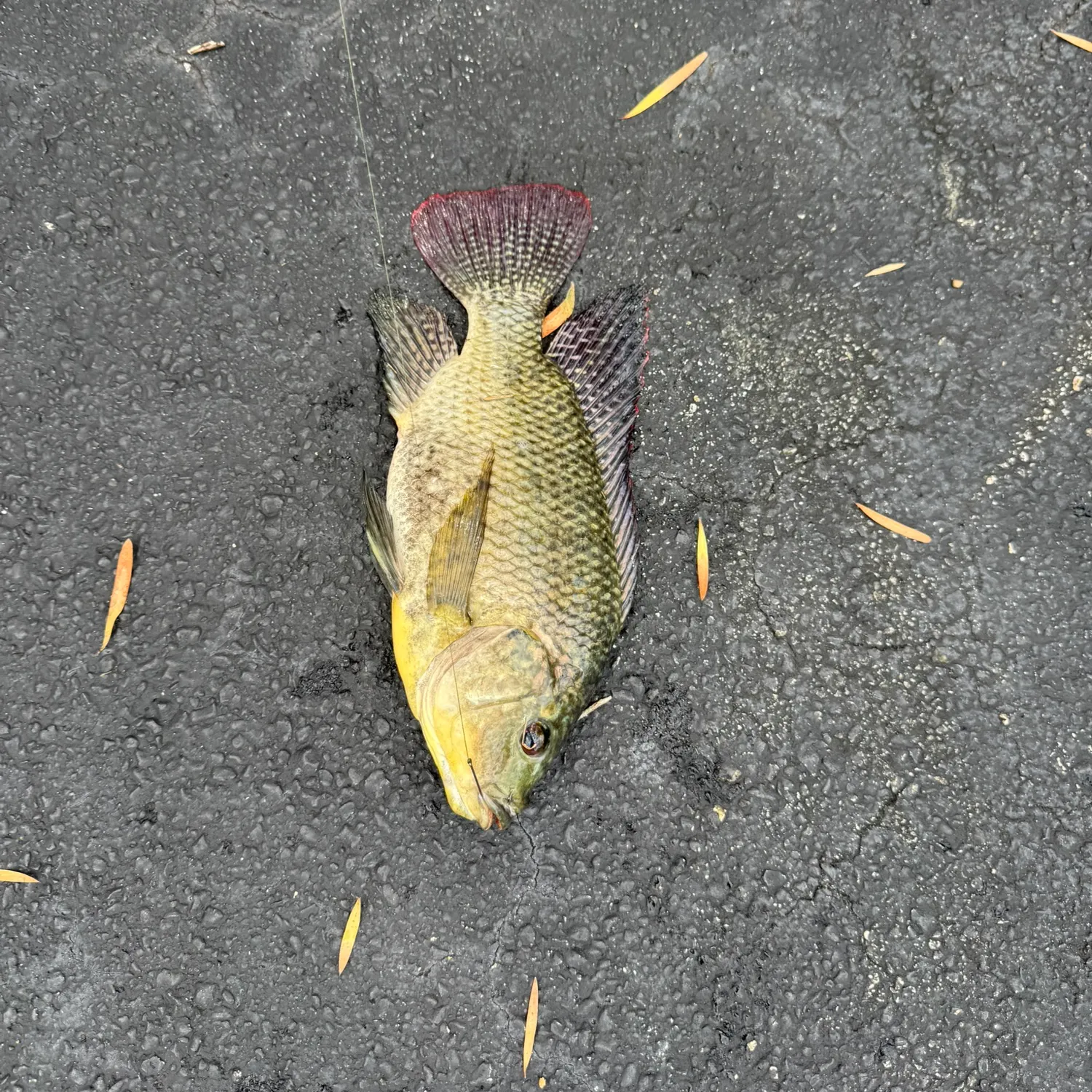 Nile tilapia caught on Fishbrain