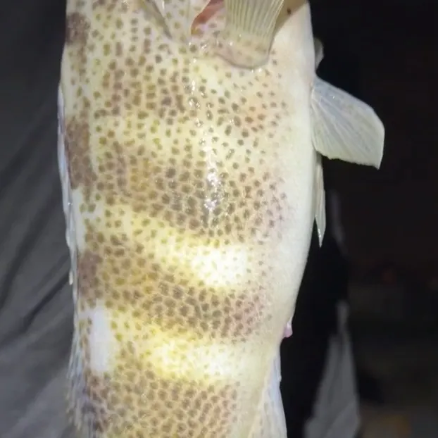 The most recent Spotted sand bass catches on Fishbrain