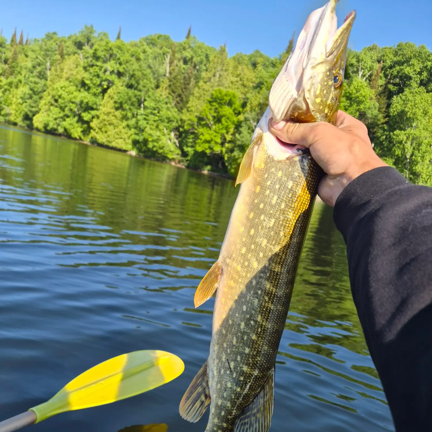 Northern pike caught on Fishbrain