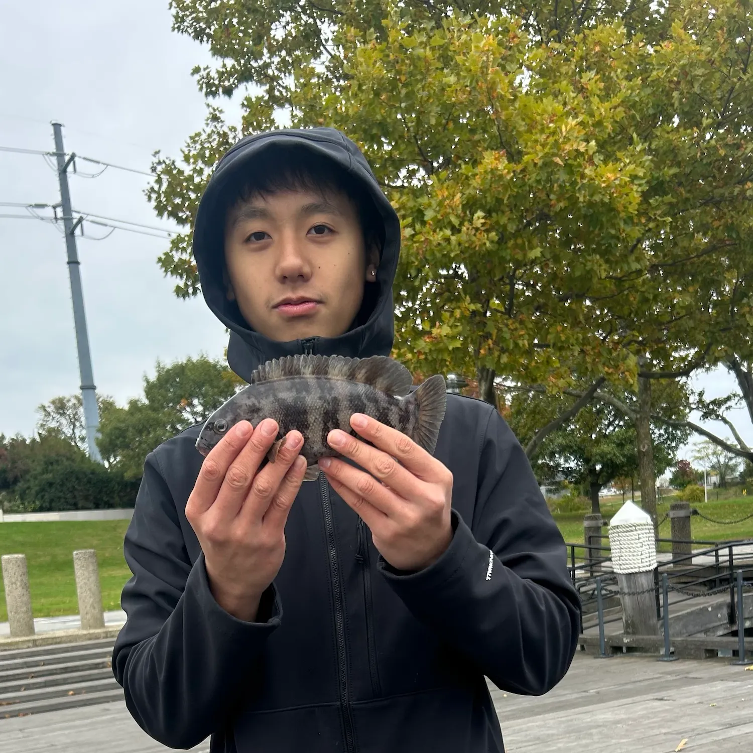 Tautog caught on Fishbrain