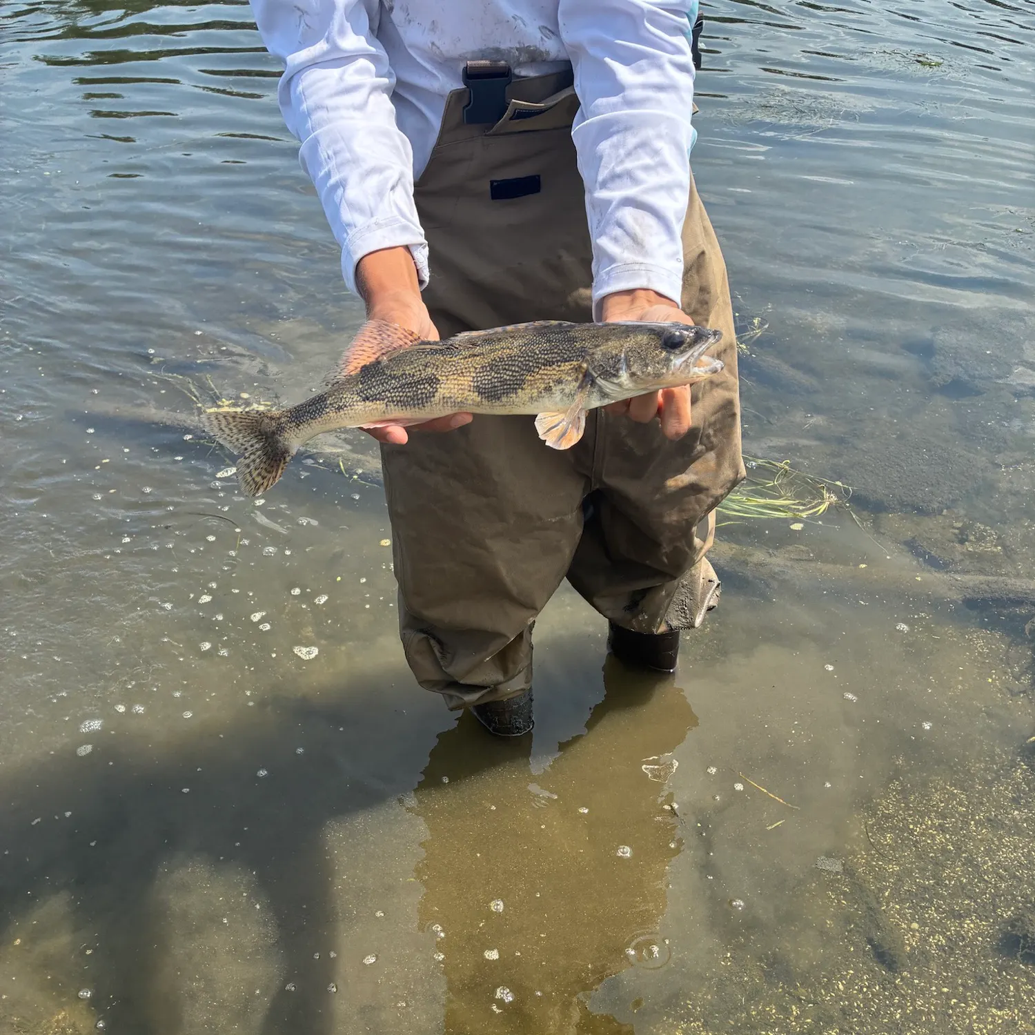 The most recent Sauger catches on Fishbrain