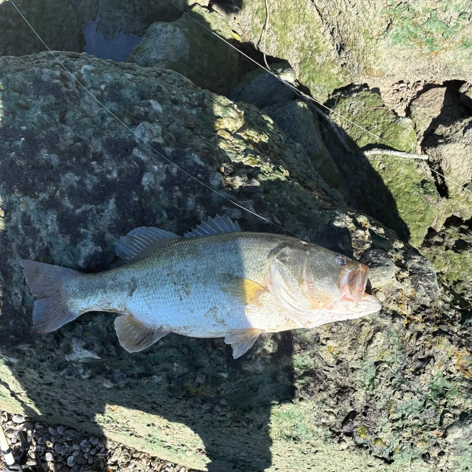 Largemouth bass caught on Fishbrain