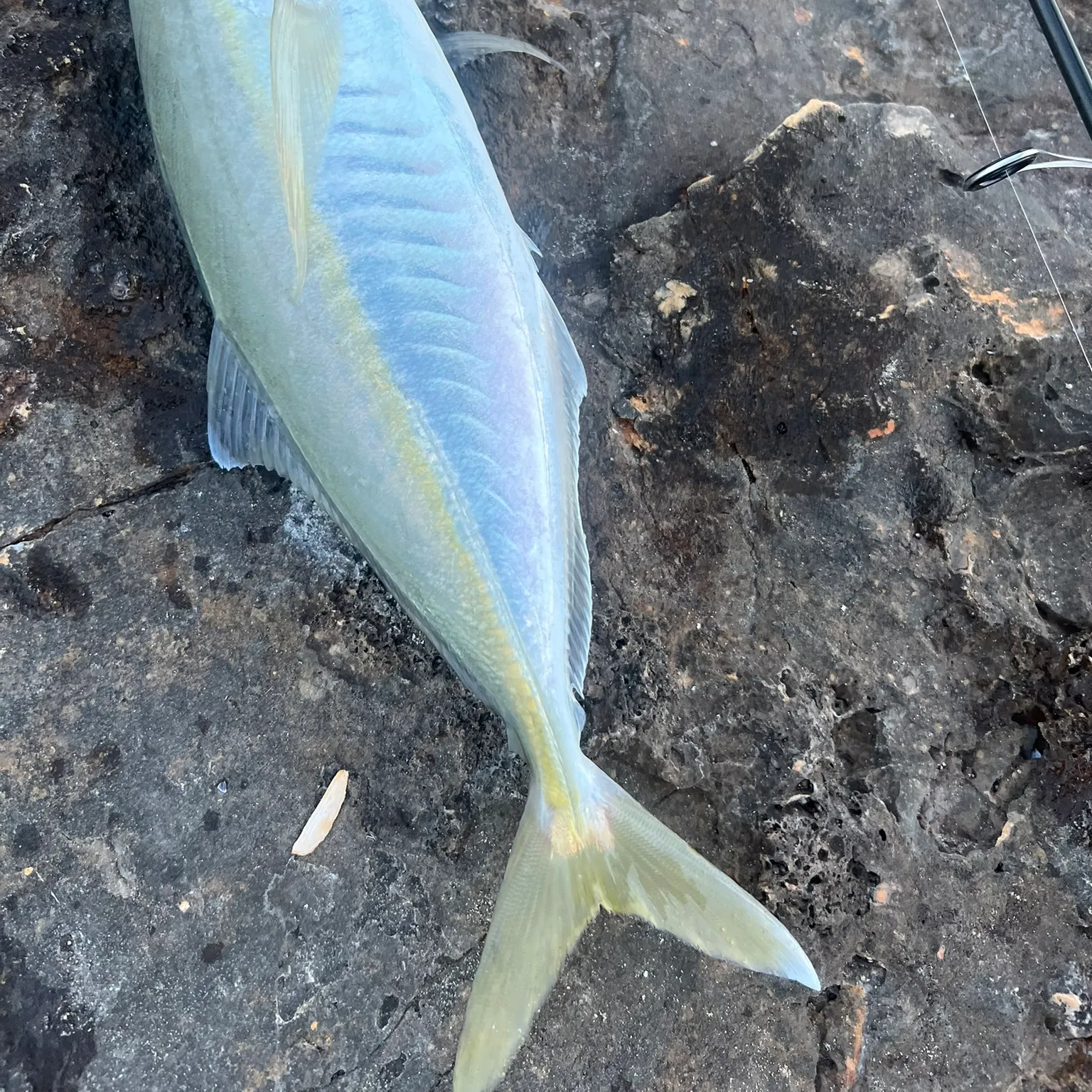 The most recent Mediterranean horse mackerel catches on Fishbrain