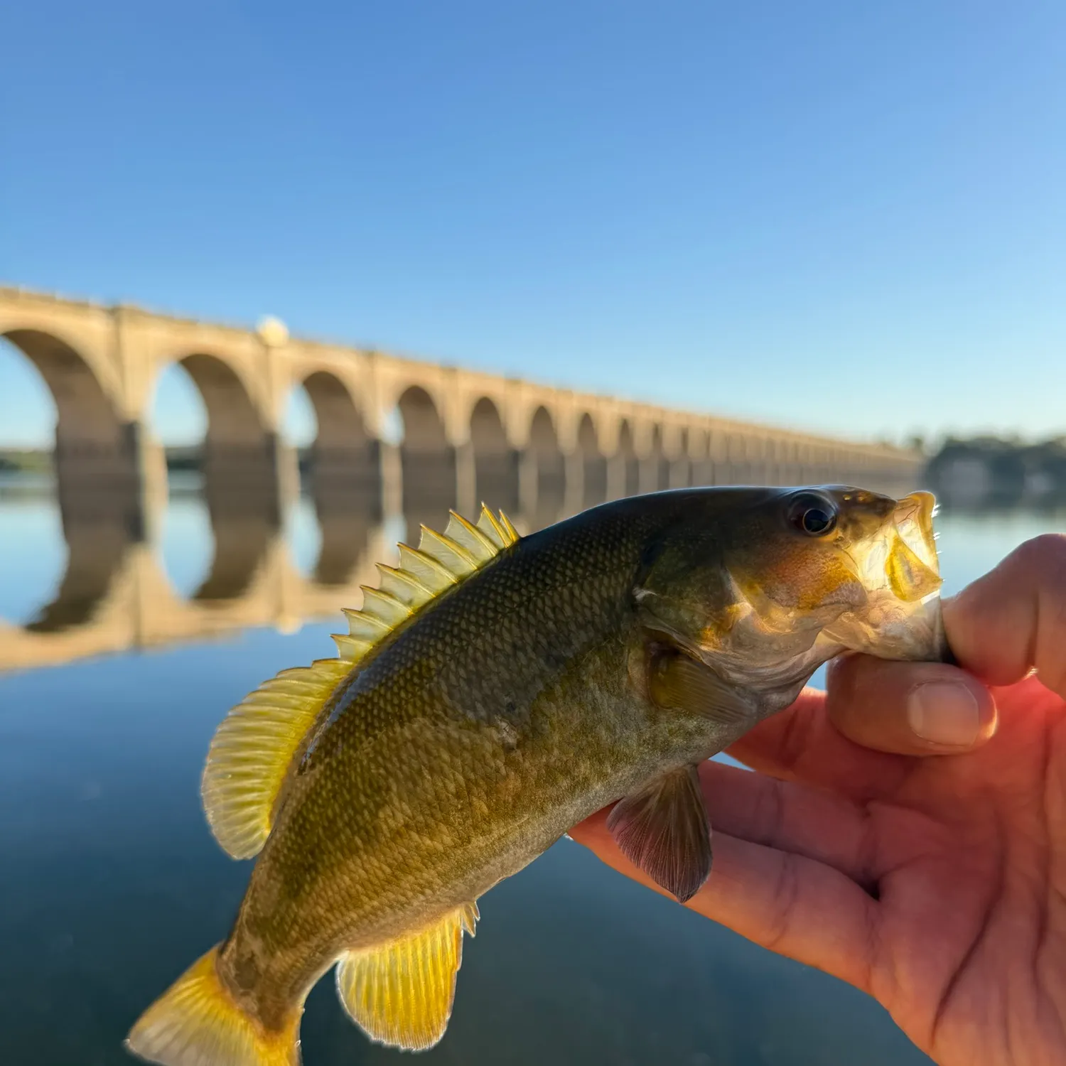Smallmouth bass caught on Fishbrain