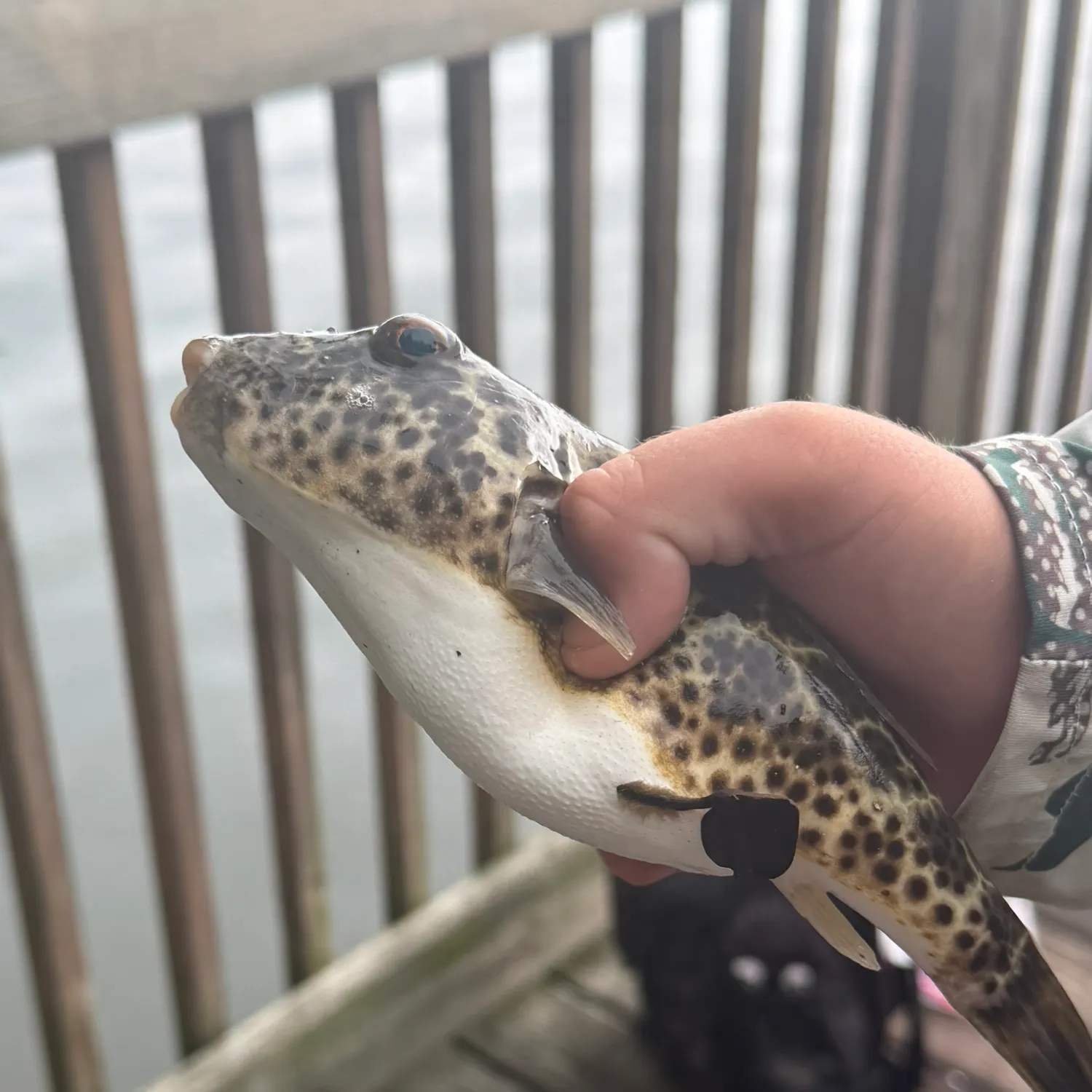 Checkered puffer caught on Fishbrain