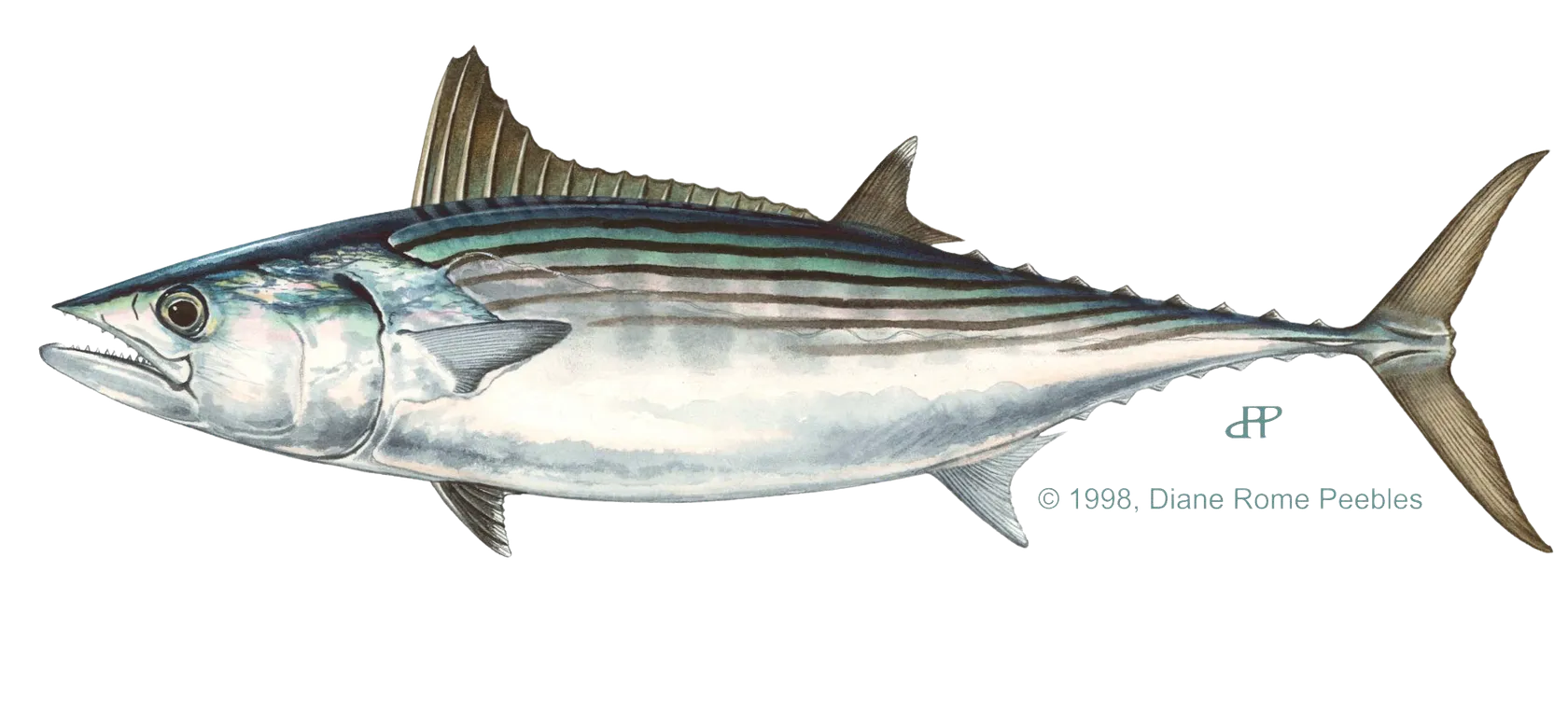 Pacific bonito