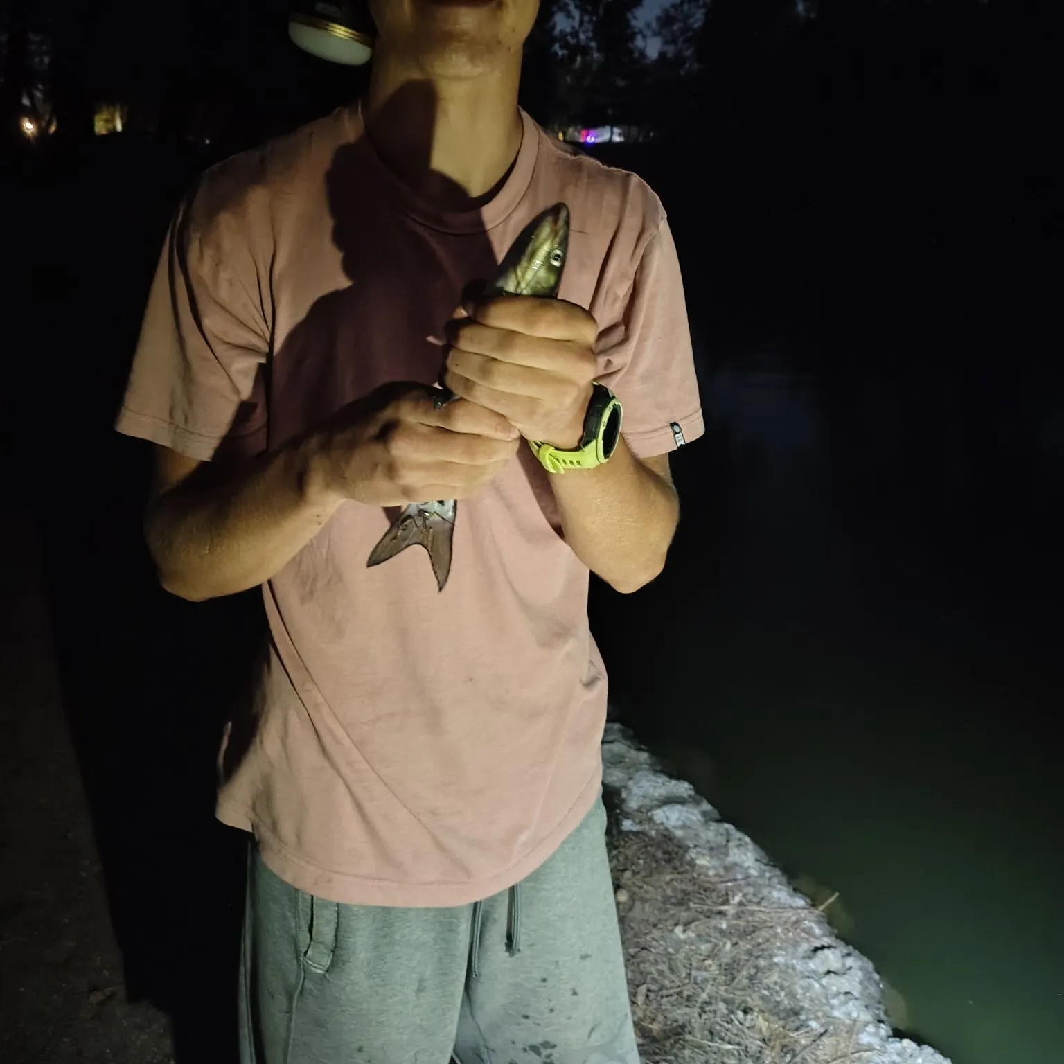 Channel catfish caught on Fishbrain
