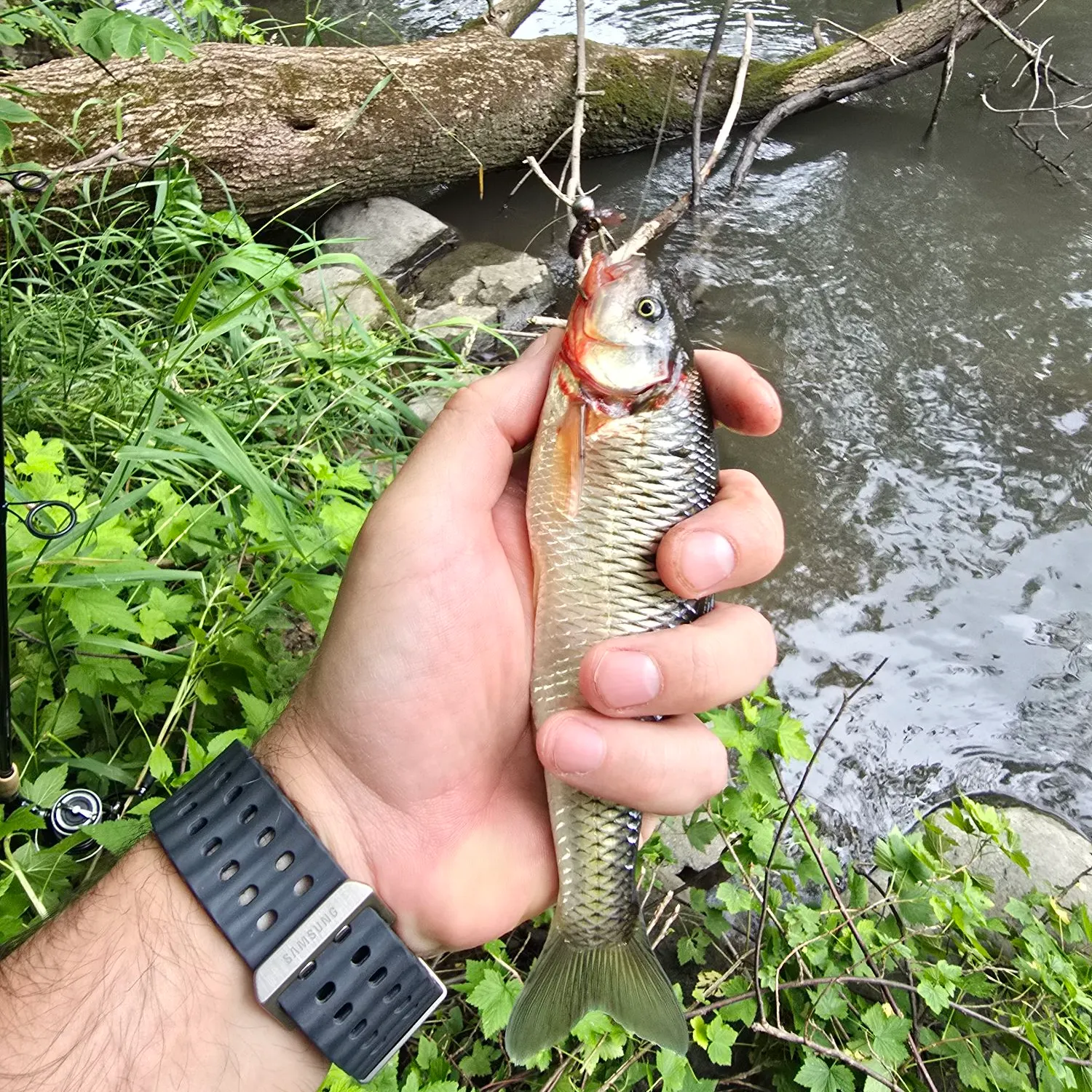 catch