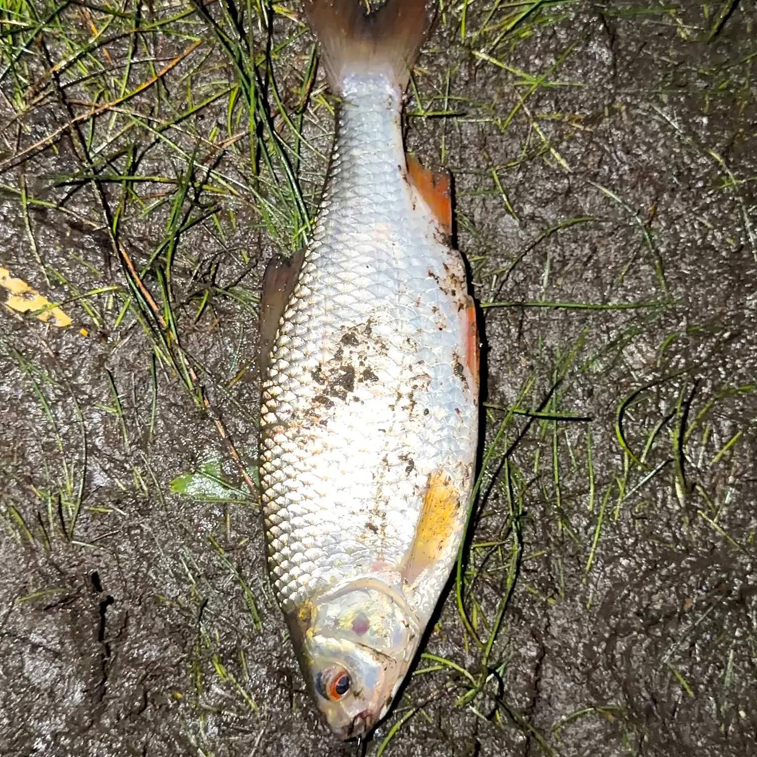 Common roach caught on Fishbrain