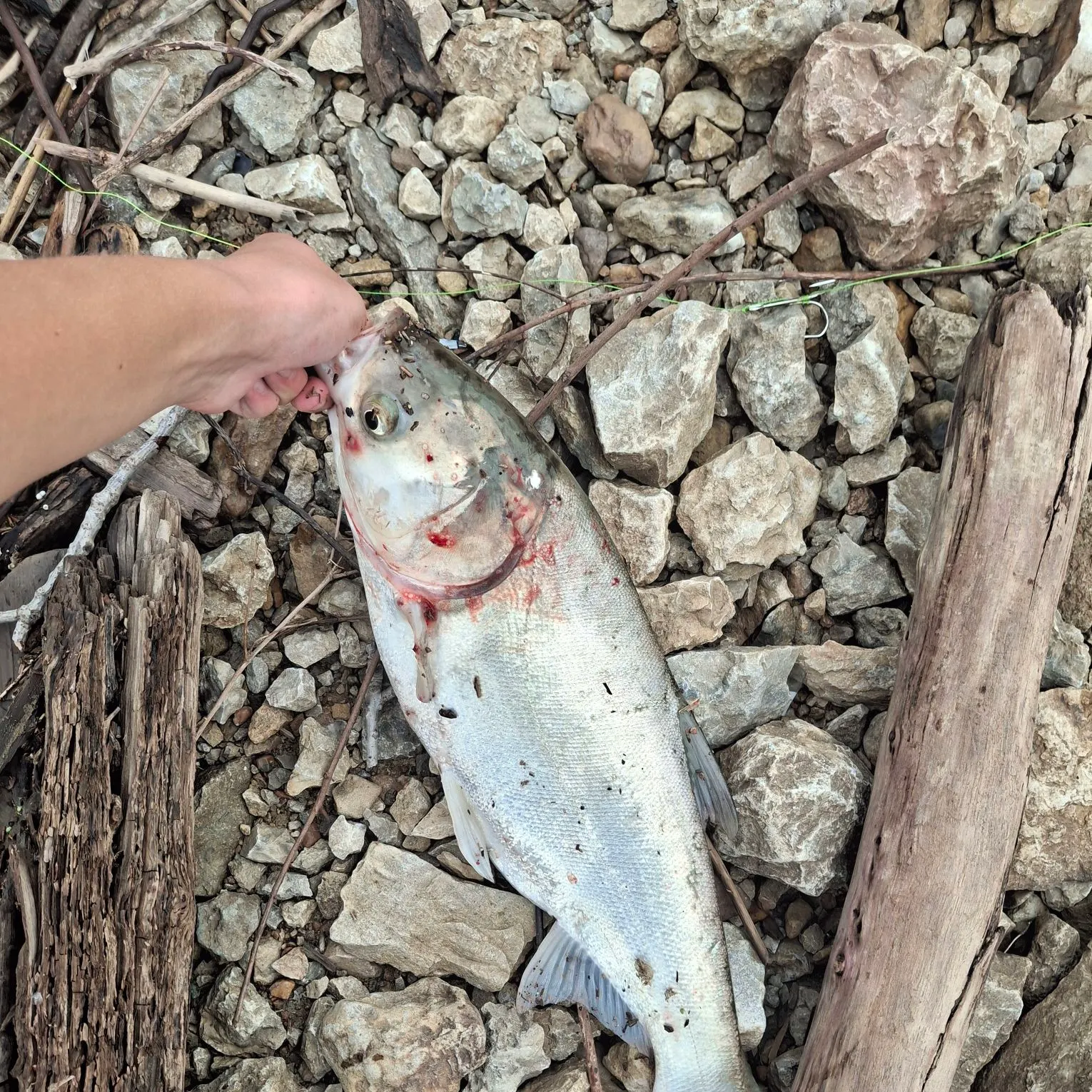 Silver carp caught on Fishbrain