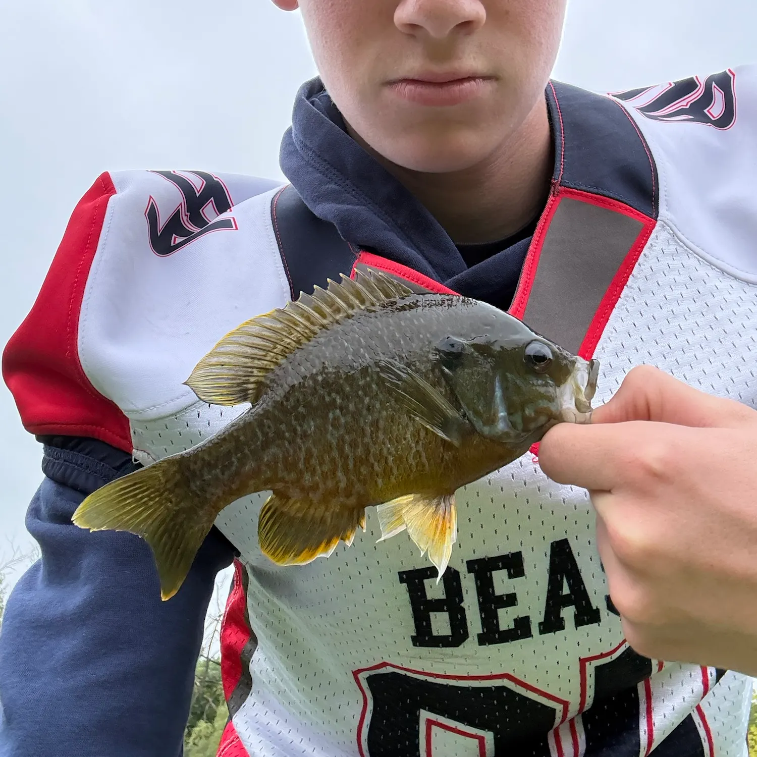 Greengill hybrid caught on Fishbrain
