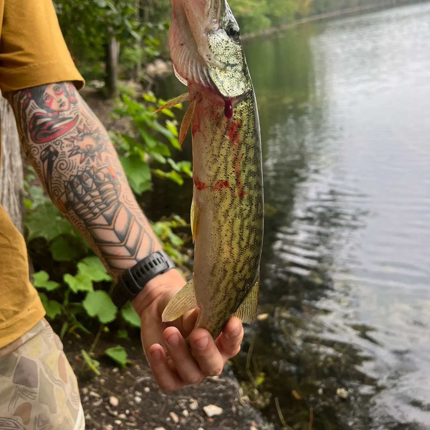recently logged catches