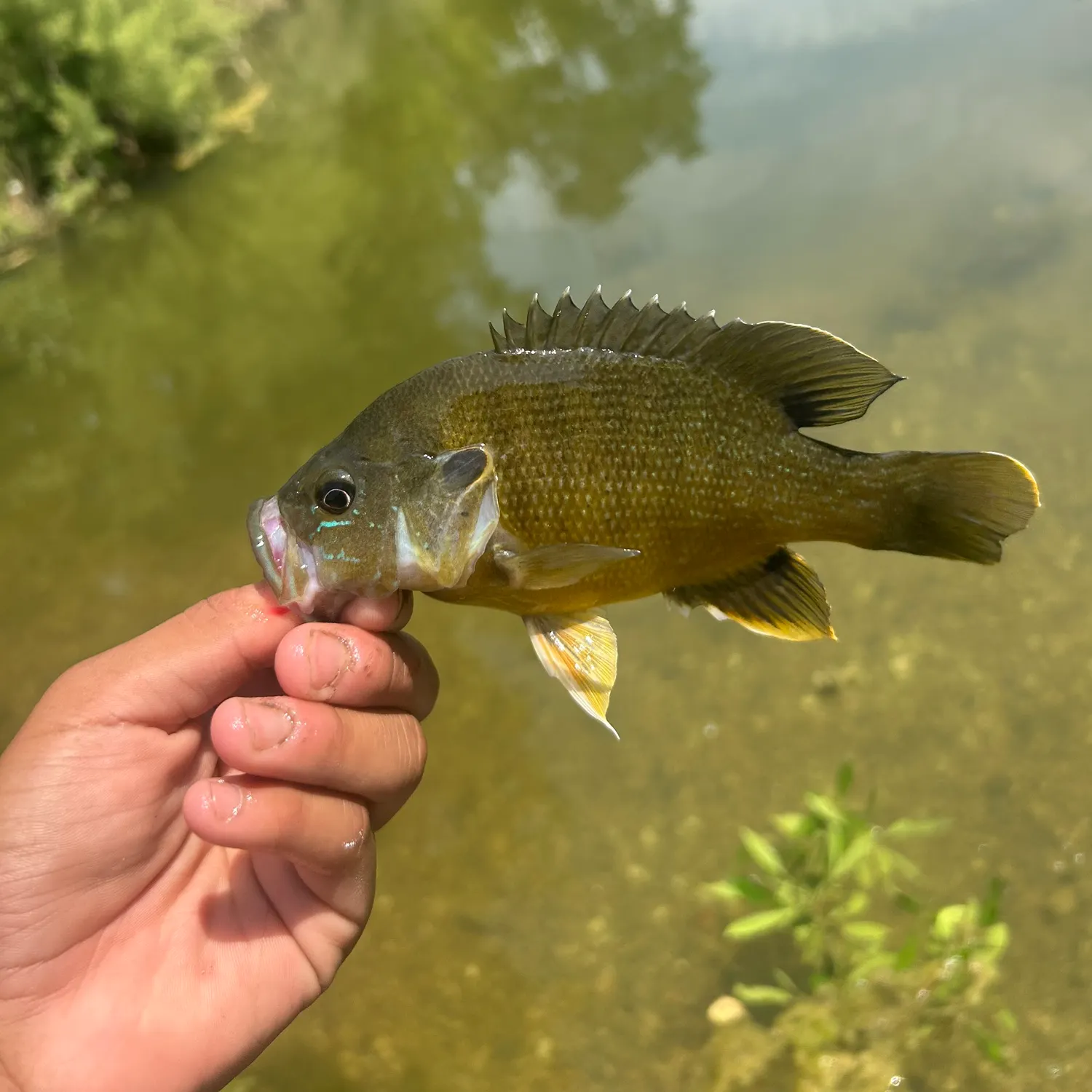 Green sunfish caught on Fishbrain