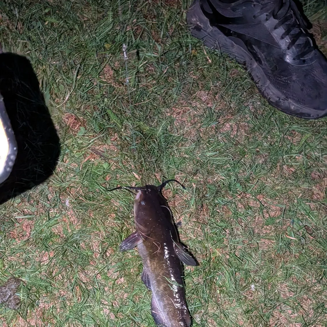 Brown bullhead caught on Fishbrain