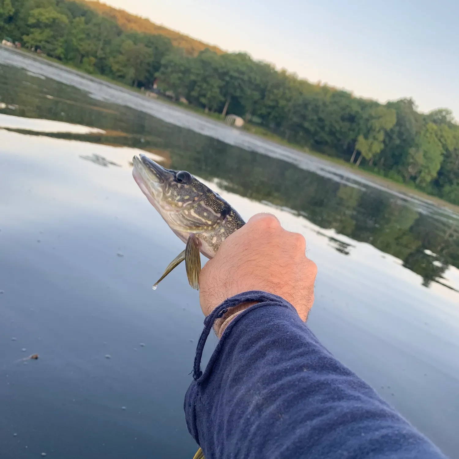 Northern pike caught on Fishbrain