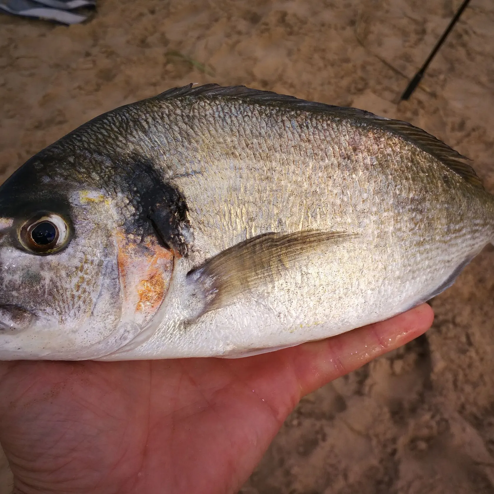 The most recent Dorada catches on Fishbrain