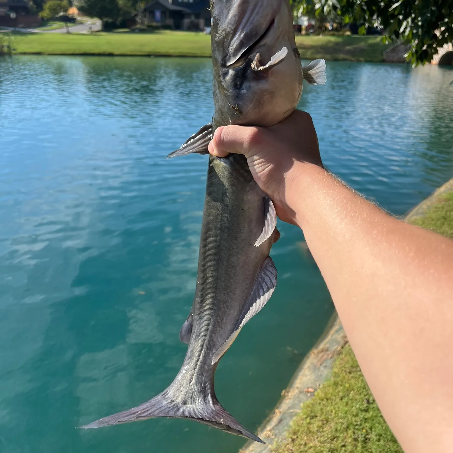 Channel catfish caught on Fishbrain