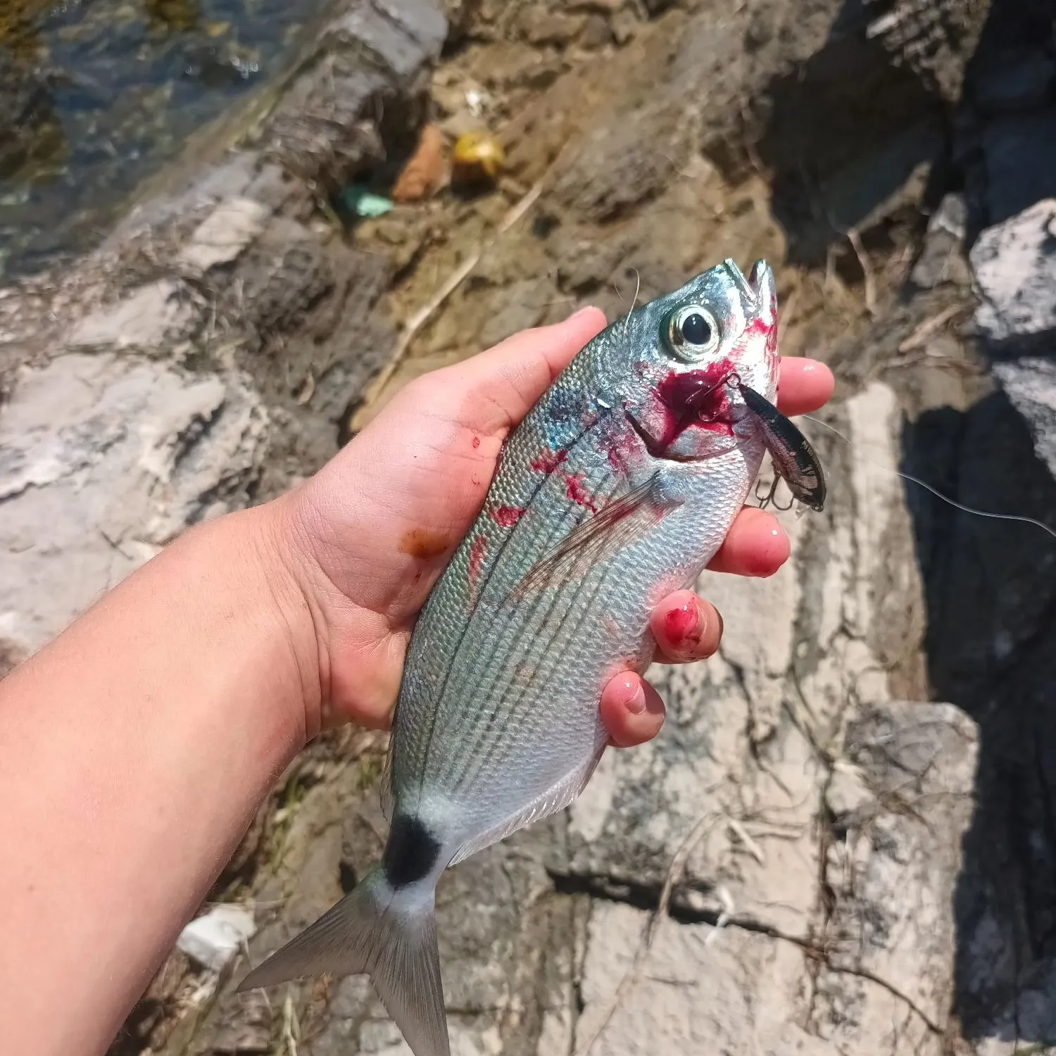 The most recent Saddled seabream catches on Fishbrain