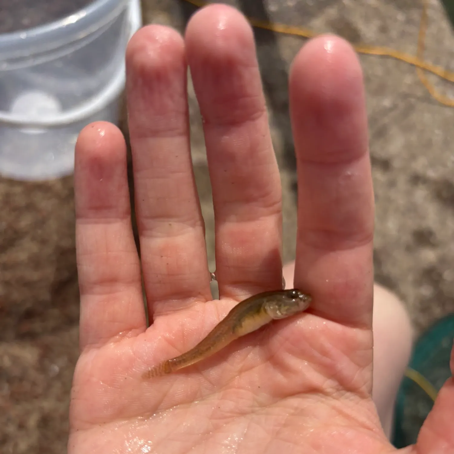 The most recent Sand goby catches on Fishbrain