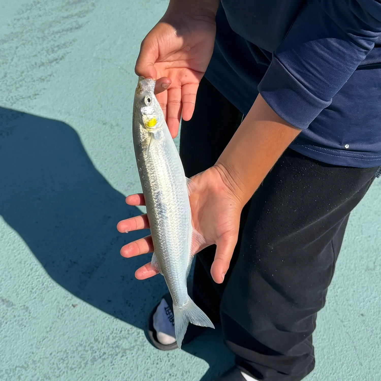 Jack silverside caught on Fishbrain