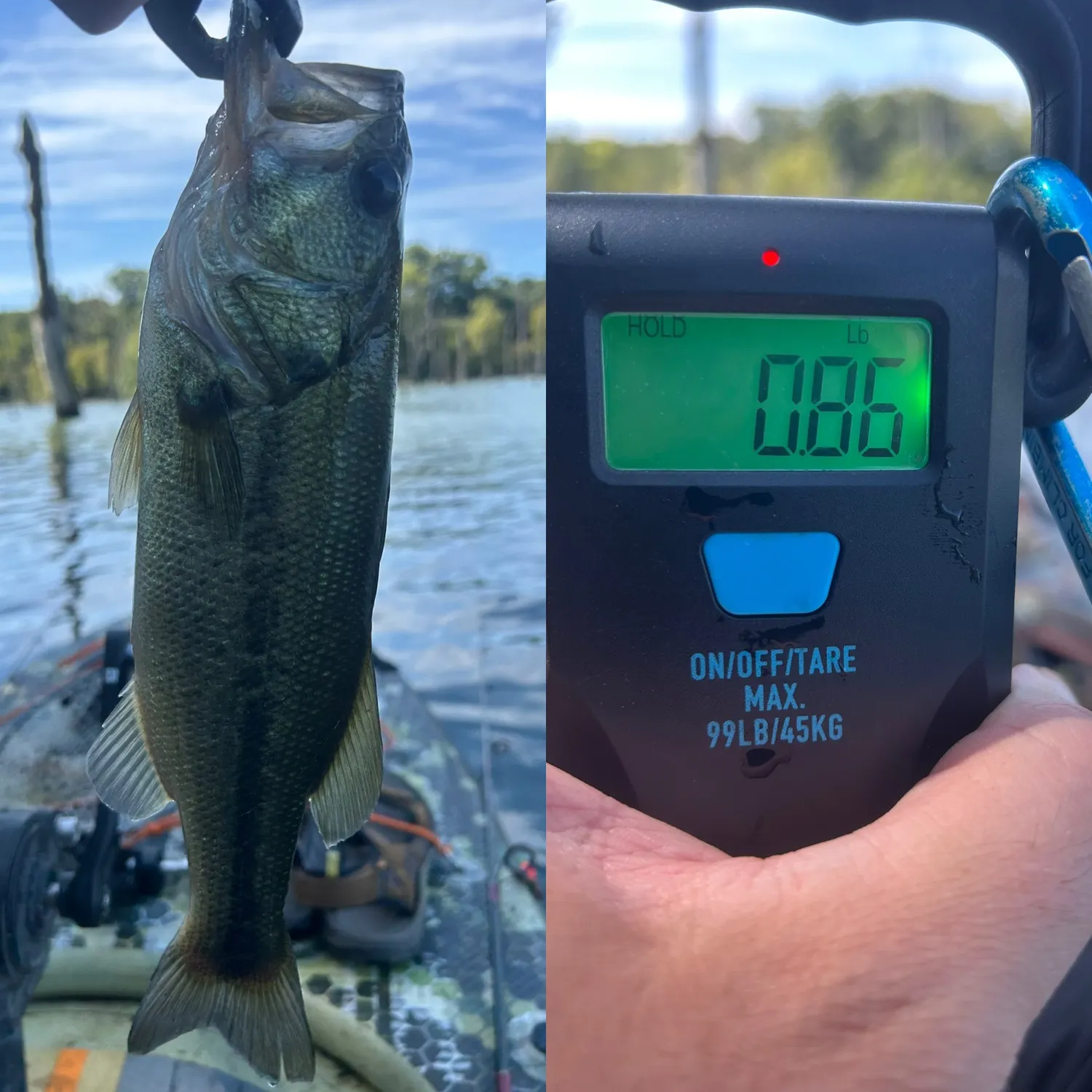 Largemouth bass caught on Fishbrain