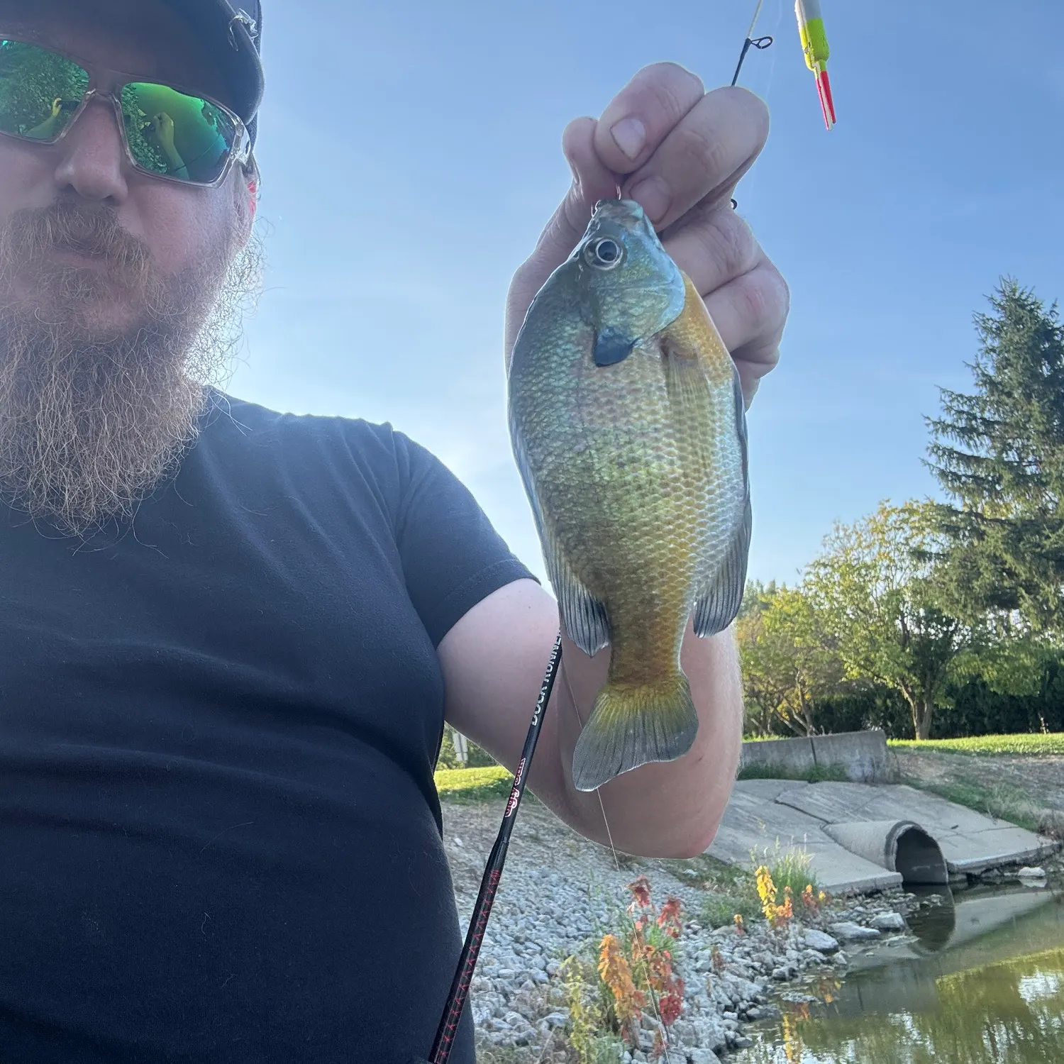 Bluegill caught on Fishbrain
