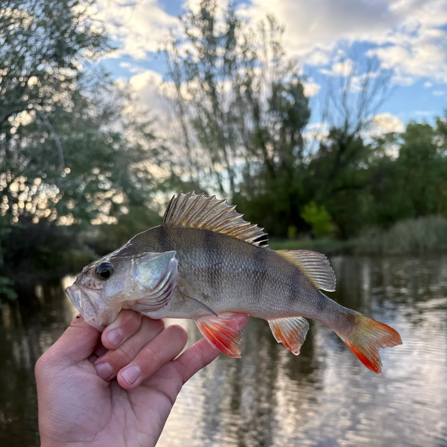 European perch caught on Fishbrain