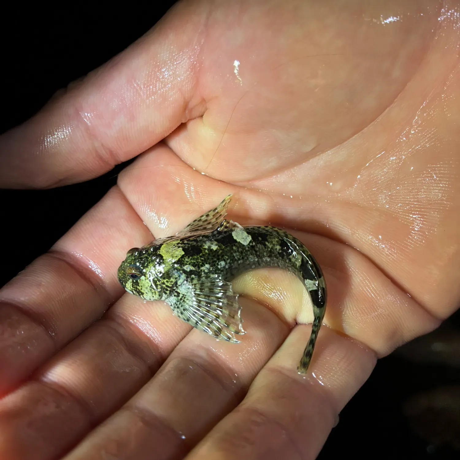 The most recent Cabezon catches on Fishbrain