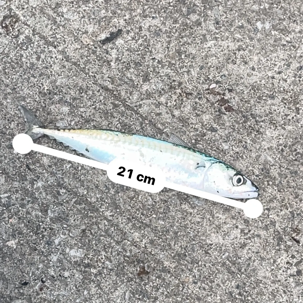 Atlantic mackerel caught on Fishbrain