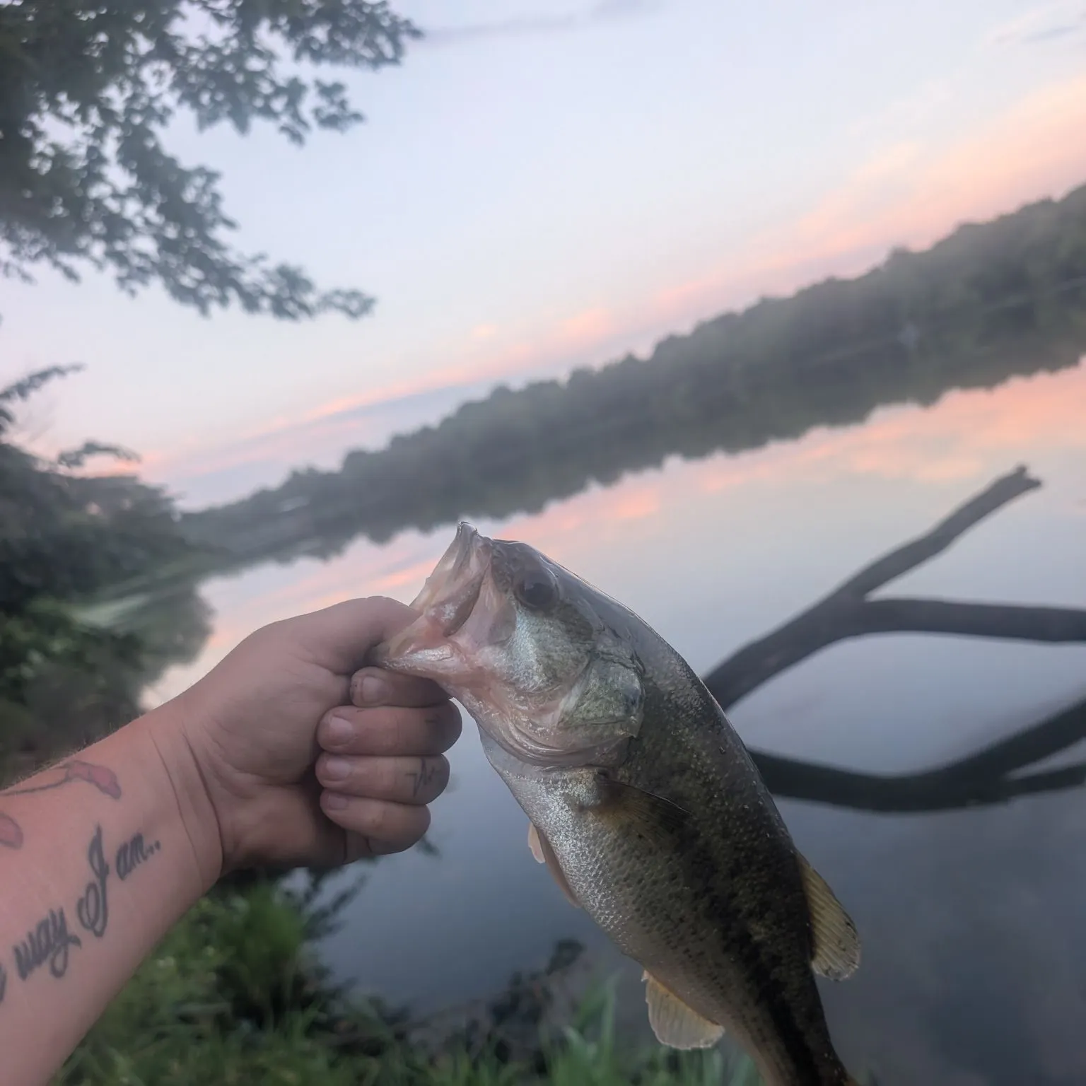 Largemouth bass caught on Fishbrain