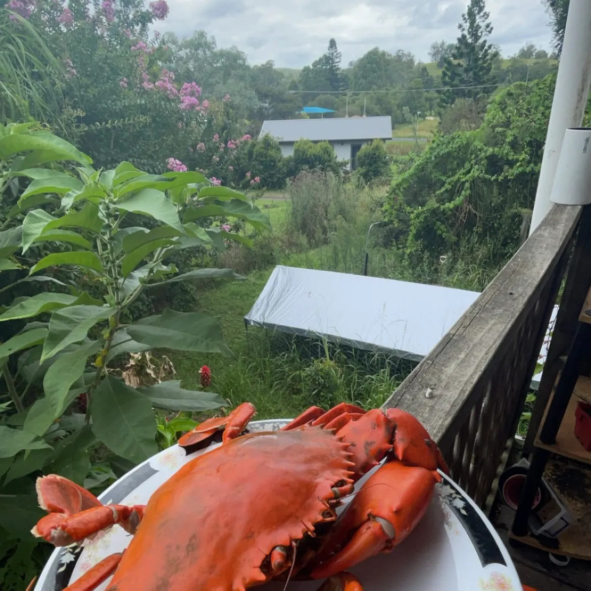 The most recent Giant mud crab catches on Fishbrain