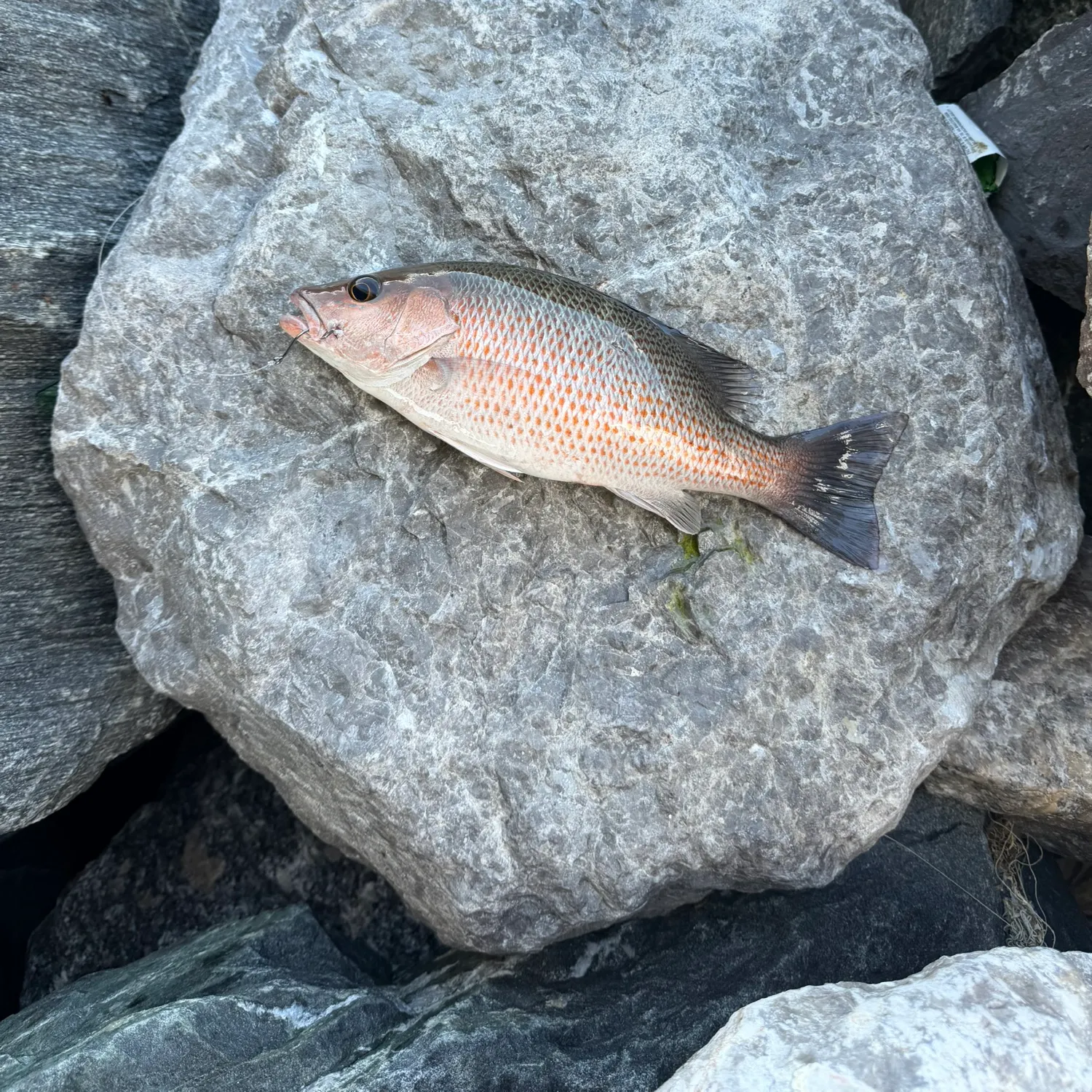 Mangrove snapper caught on Fishbrain