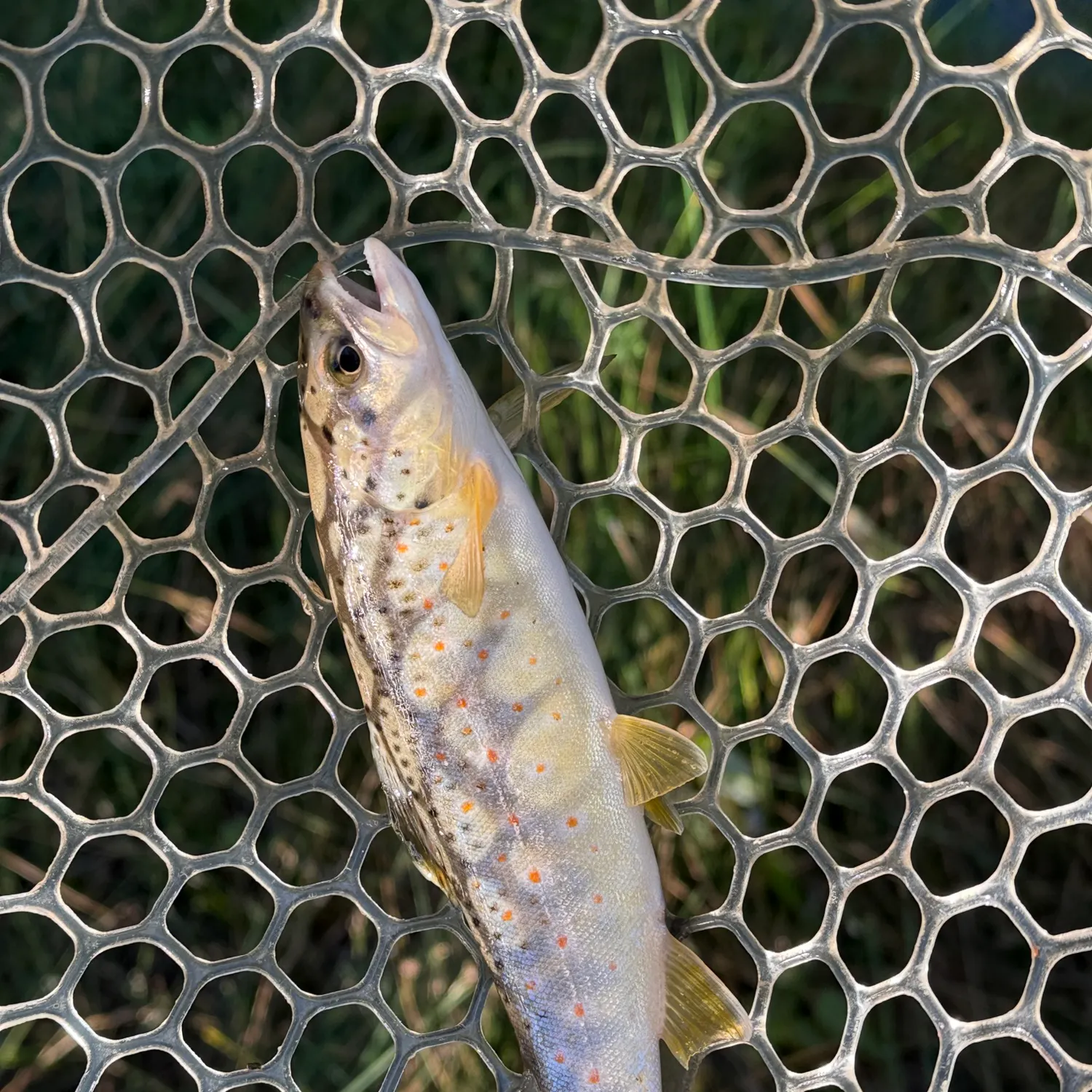 The most recent Colorado river cutthroat trout catches on Fishbrain