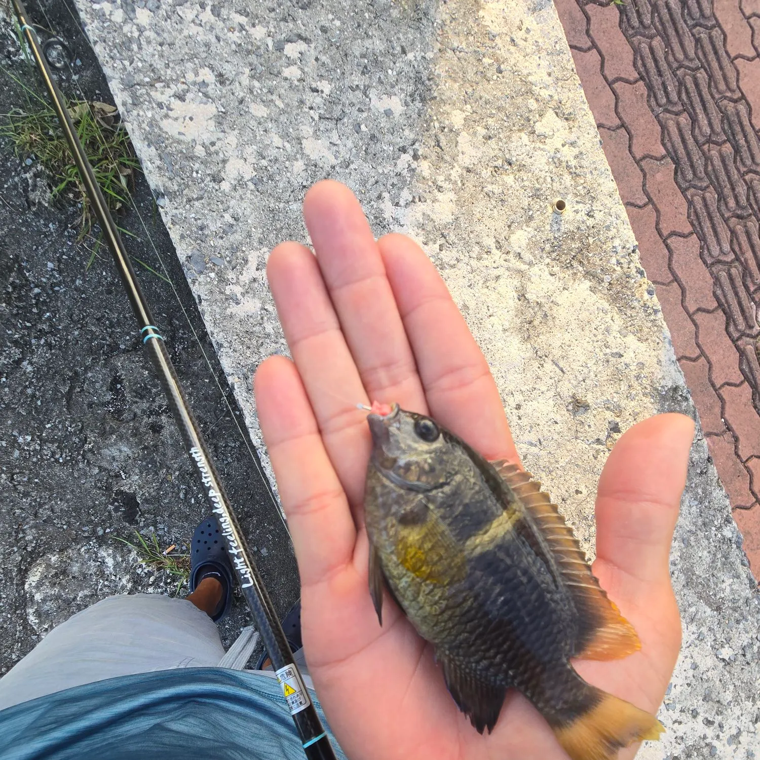 The most recent Yellowtail damselfish catches on Fishbrain