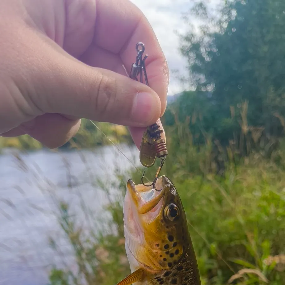 Brown trout caught on Fishbrain