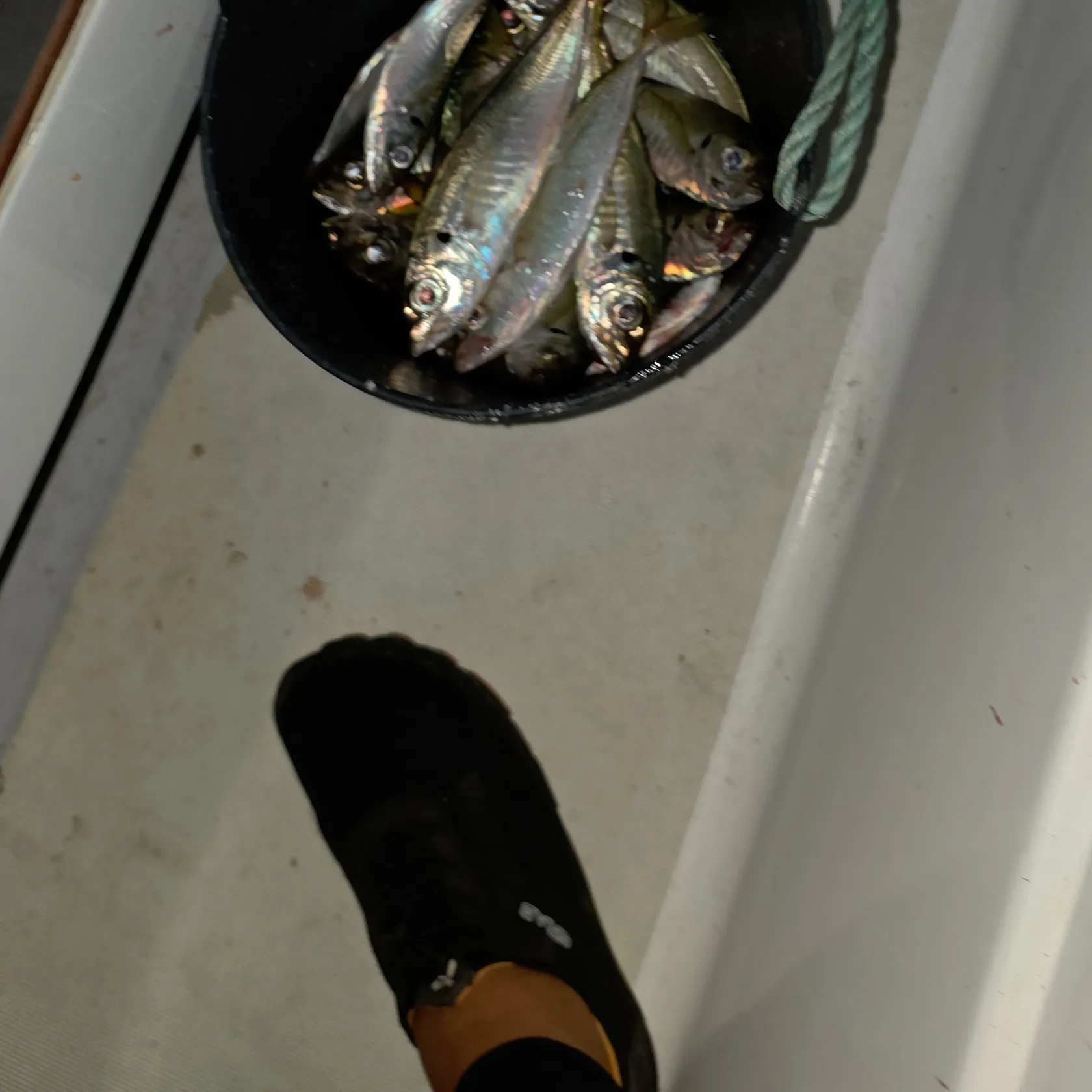 The most recent Atlantic horse mackerel catches on Fishbrain