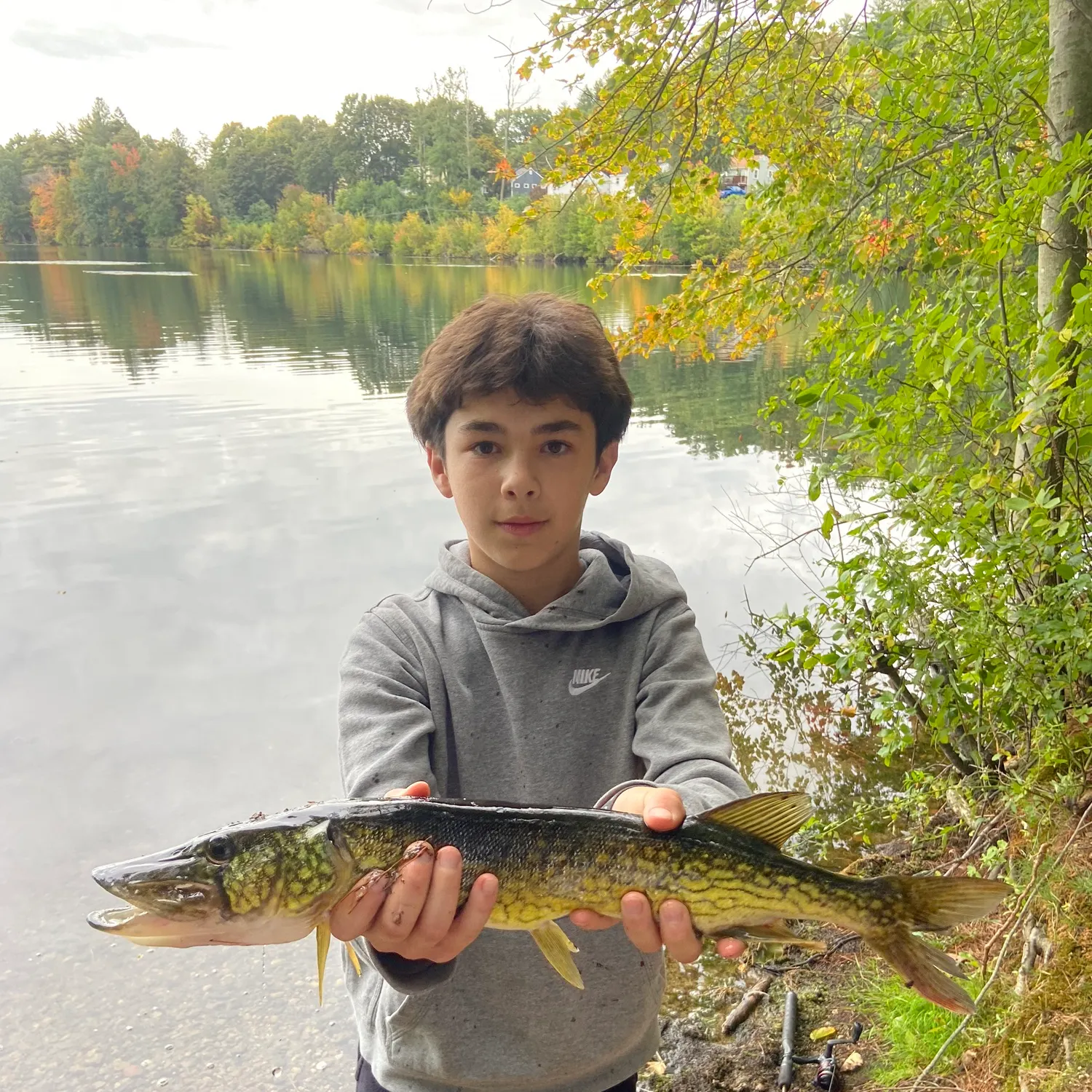 Chain pickerel caught on Fishbrain