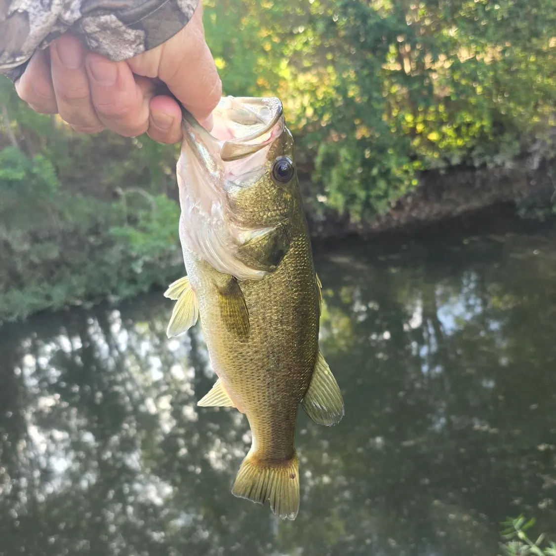 Largemouth bass caught on Fishbrain