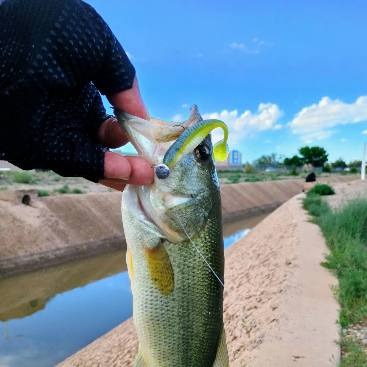 Fishing in Albuquerque, NM (United States) ️️️️ Find Spots, Species & Tips