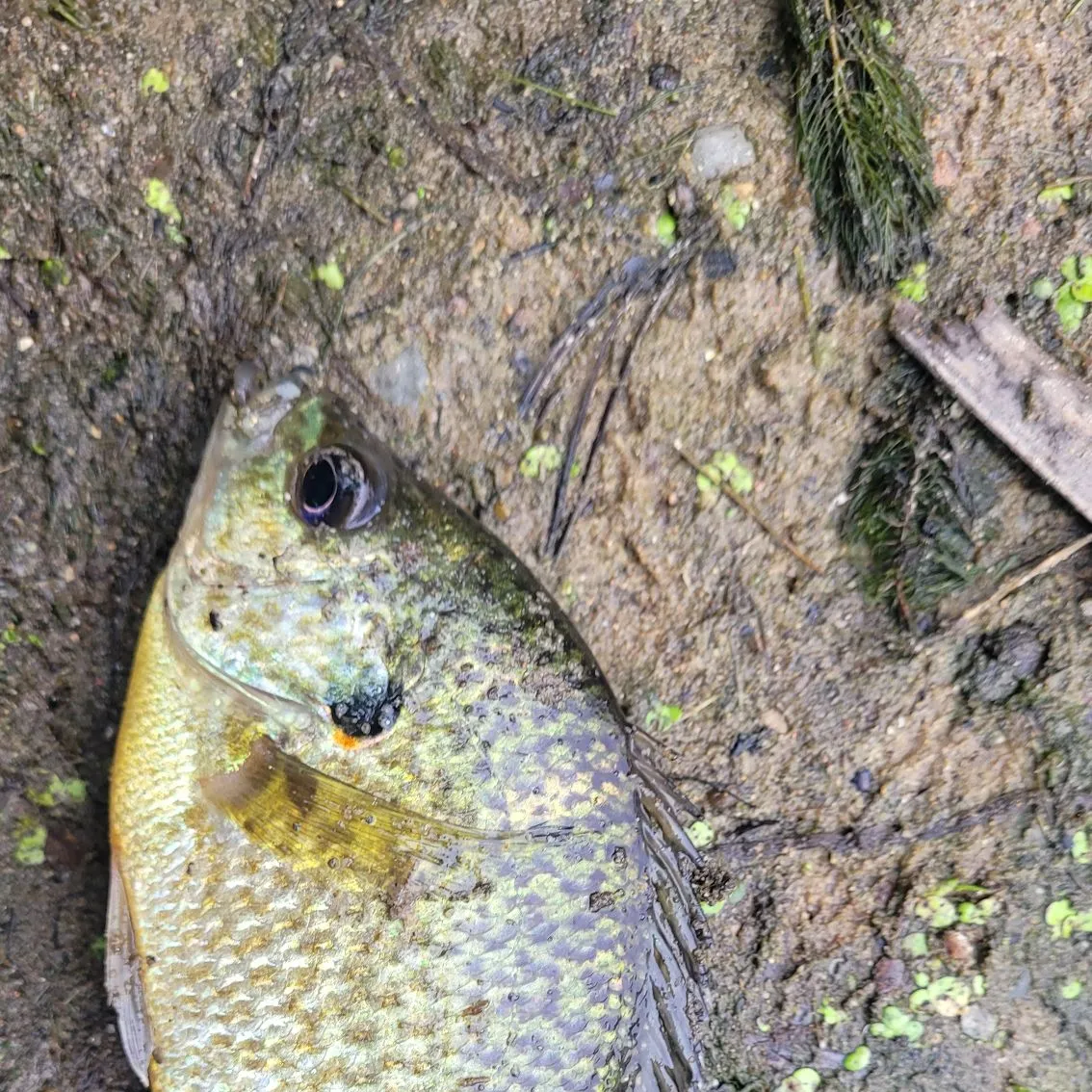 Bluegill caught on Fishbrain