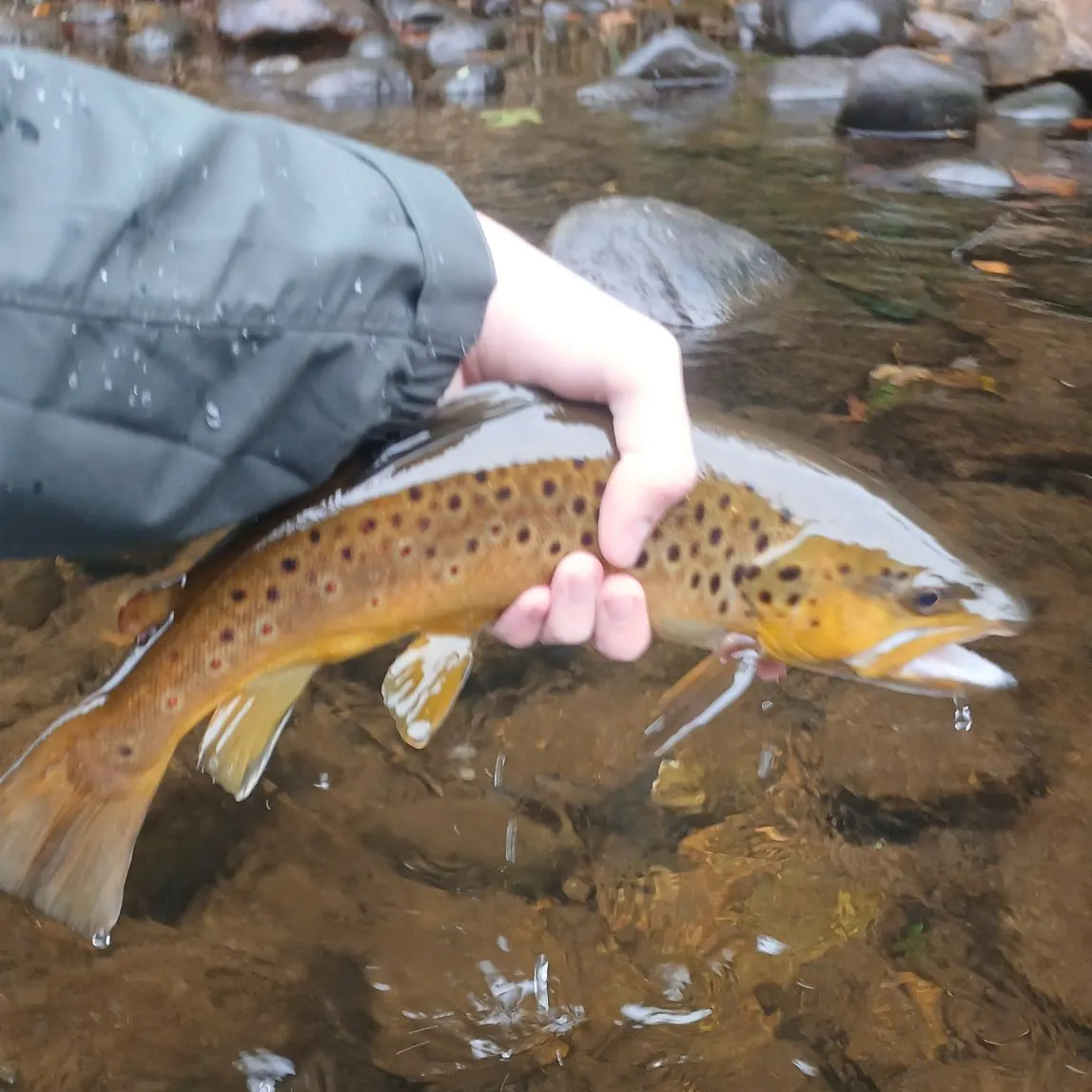 Brown trout caught on Fishbrain