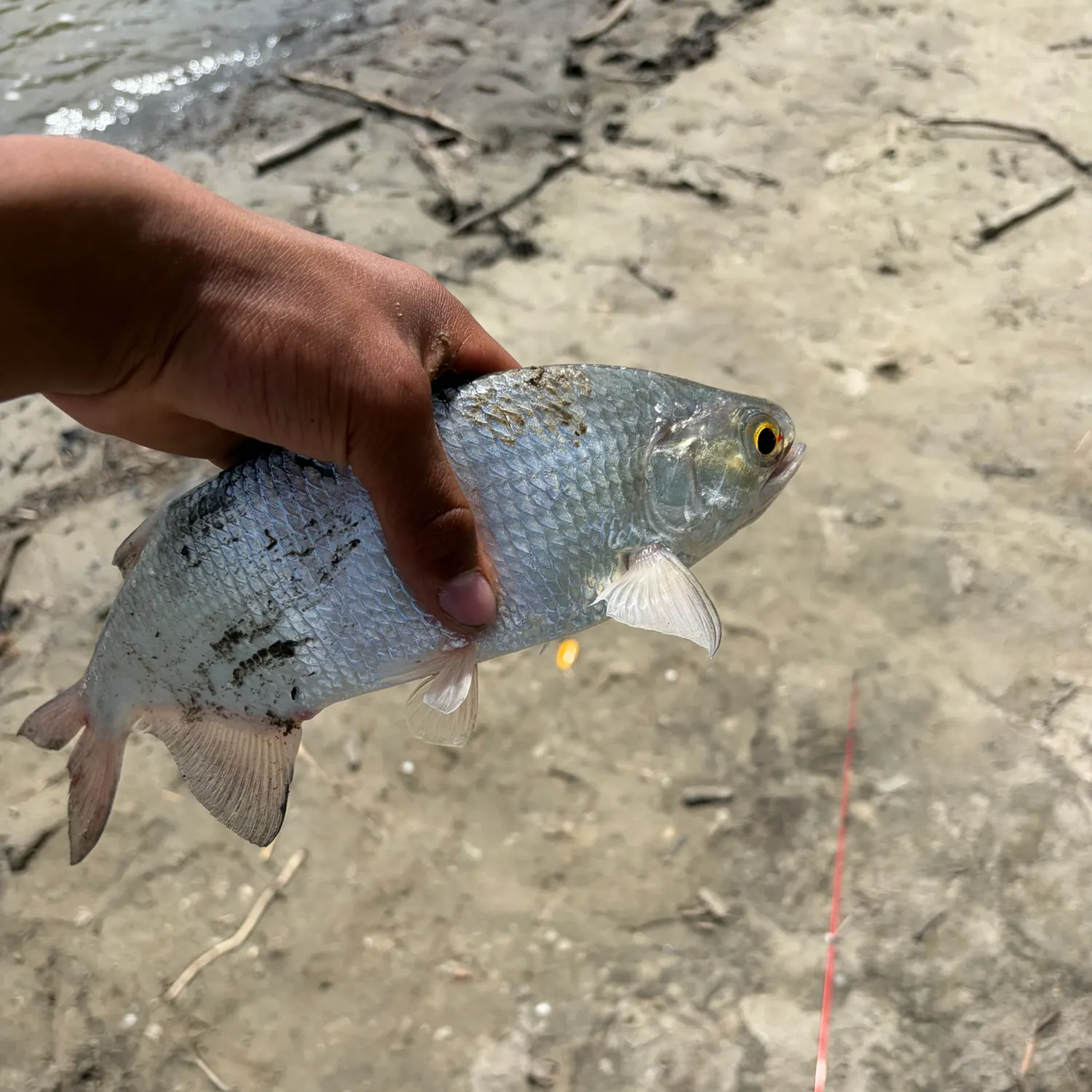 The most recent Mooneye catches on Fishbrain