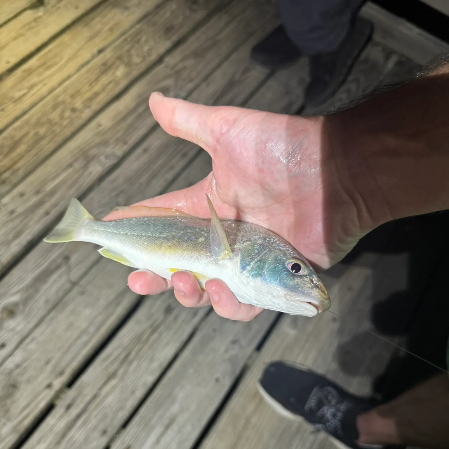 The most recent Atlantic croaker catches on Fishbrain