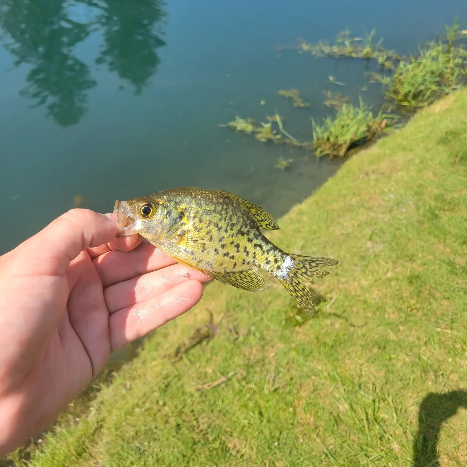 Black crappie caught on Fishbrain