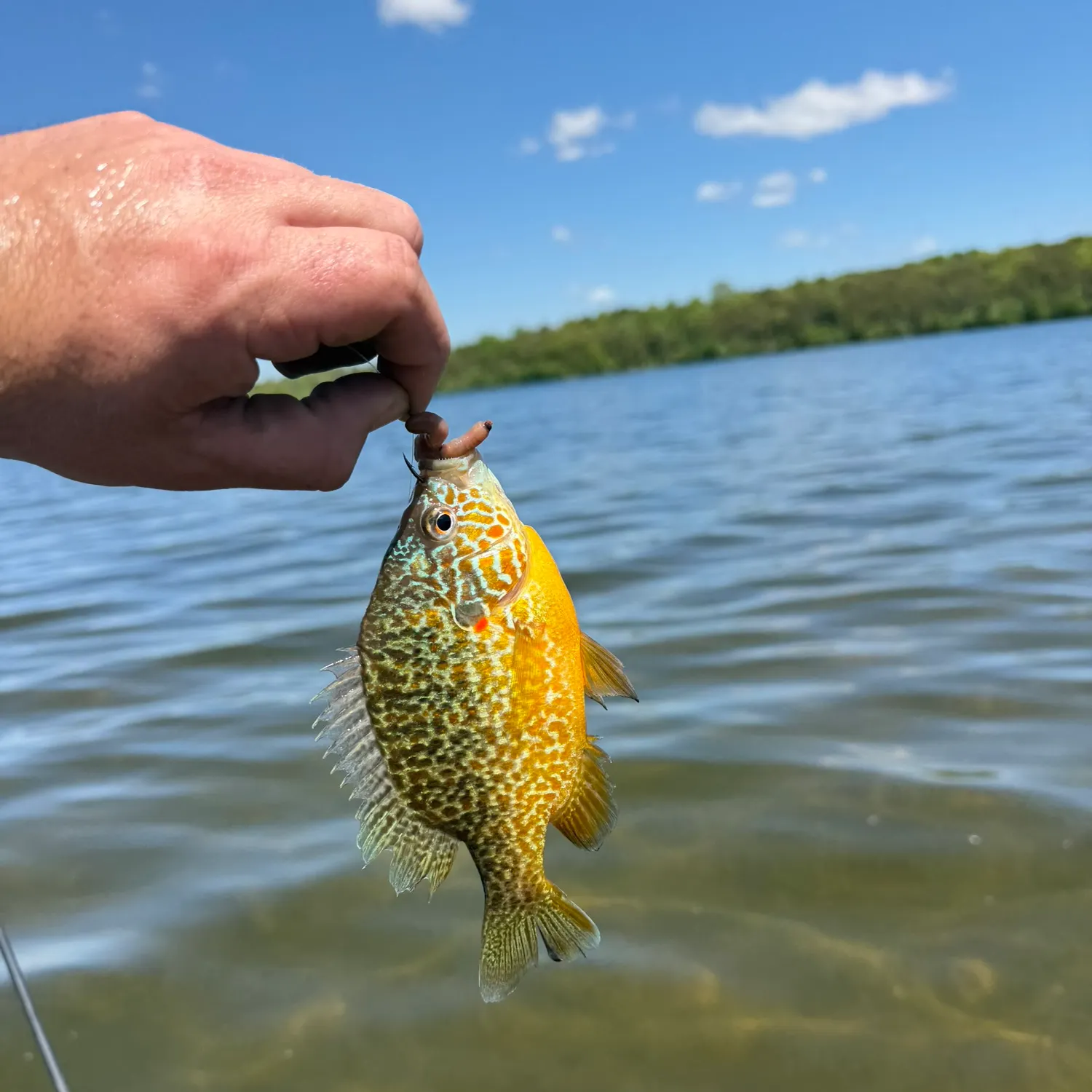 The most recent Northern sunfish catches on Fishbrain