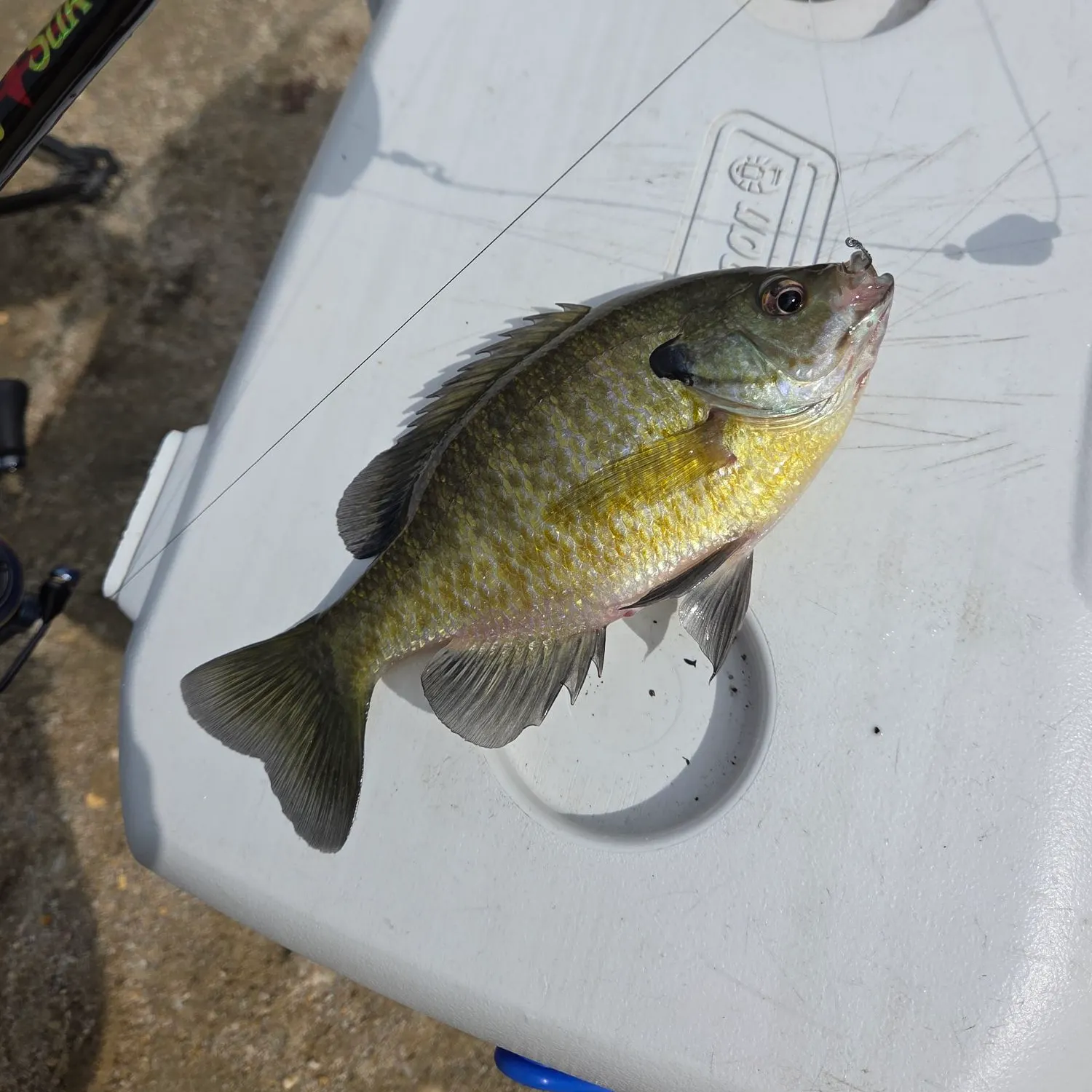 Bluegill caught on Fishbrain