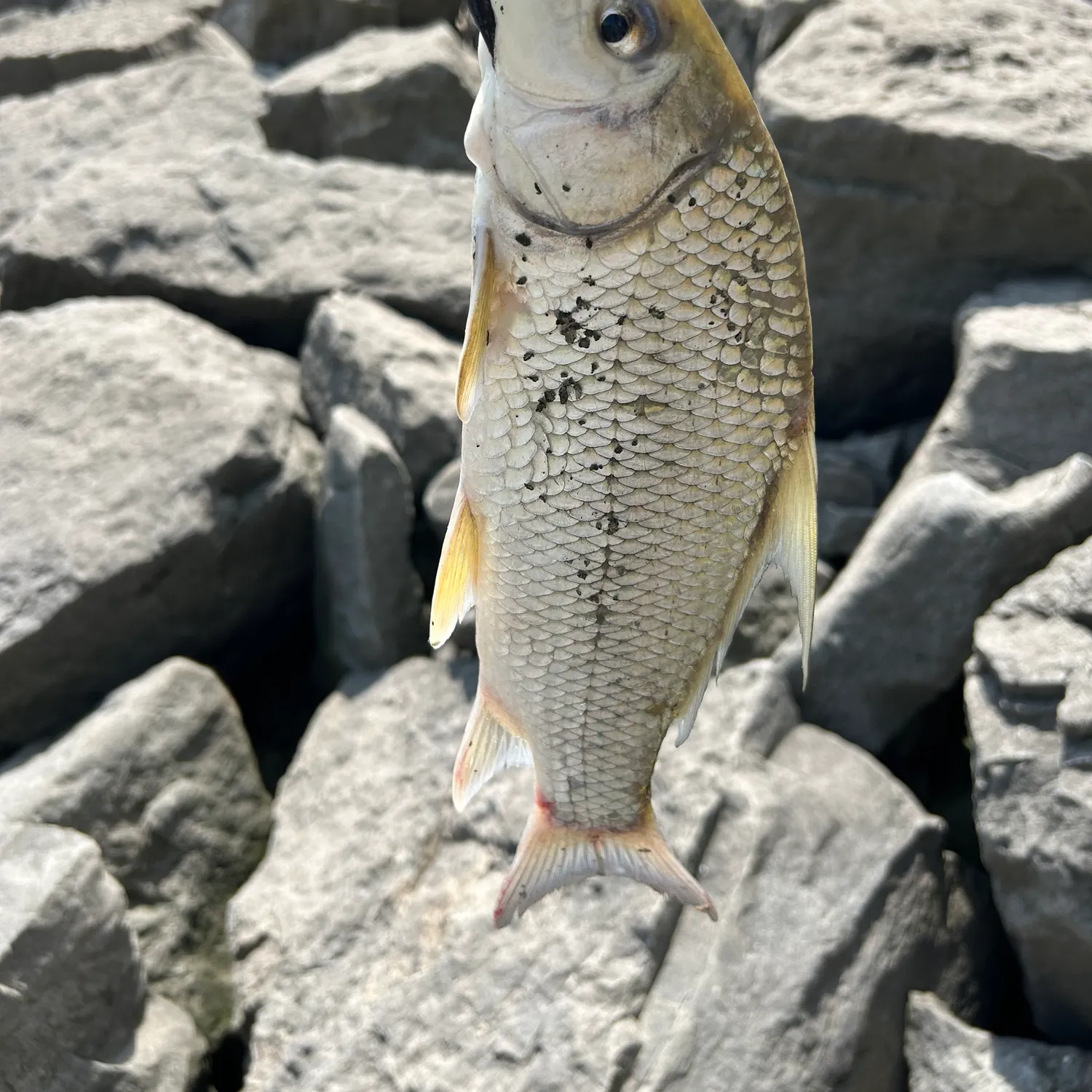 The most recent River carpsucker catches on Fishbrain