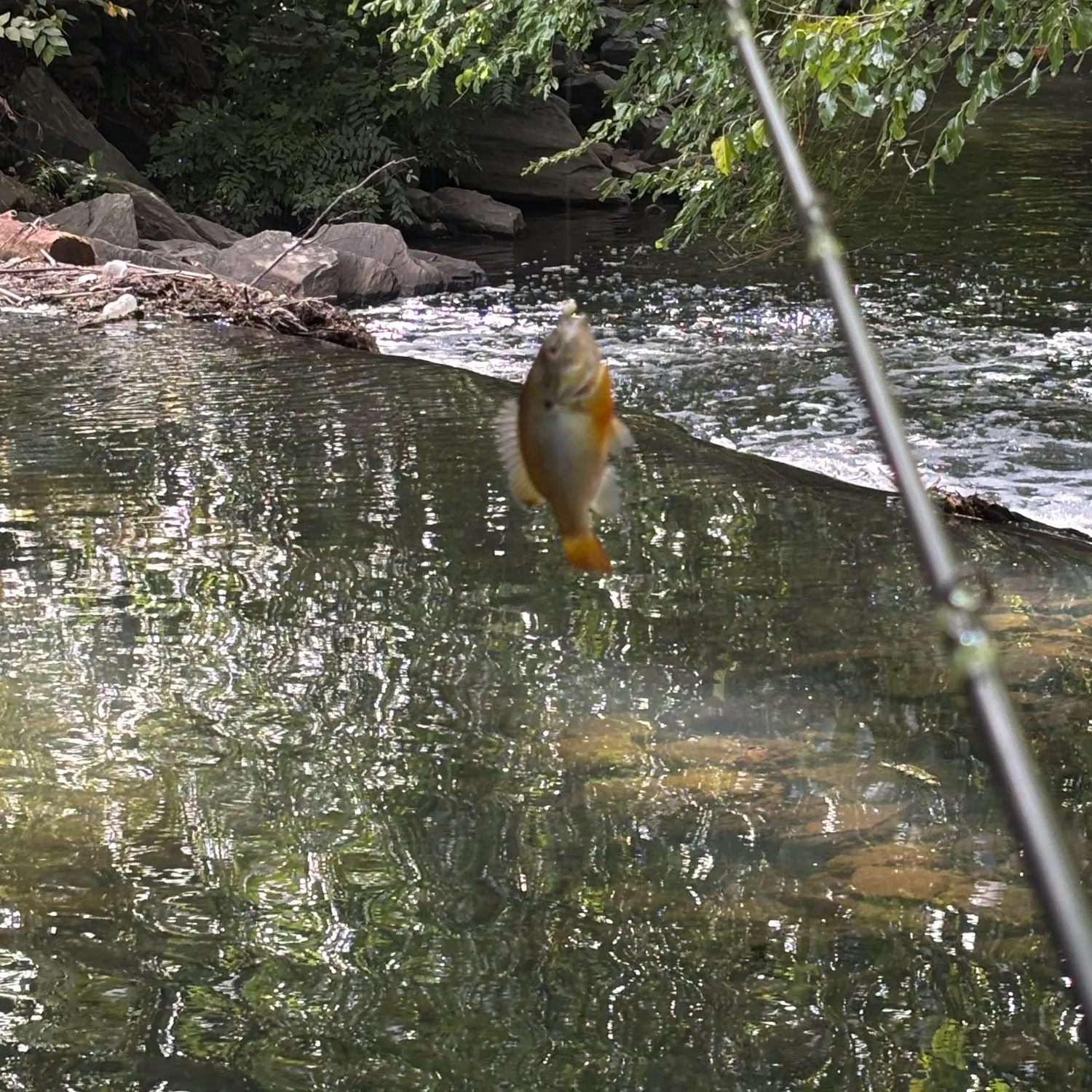 Redbreast sunfish caught on Fishbrain