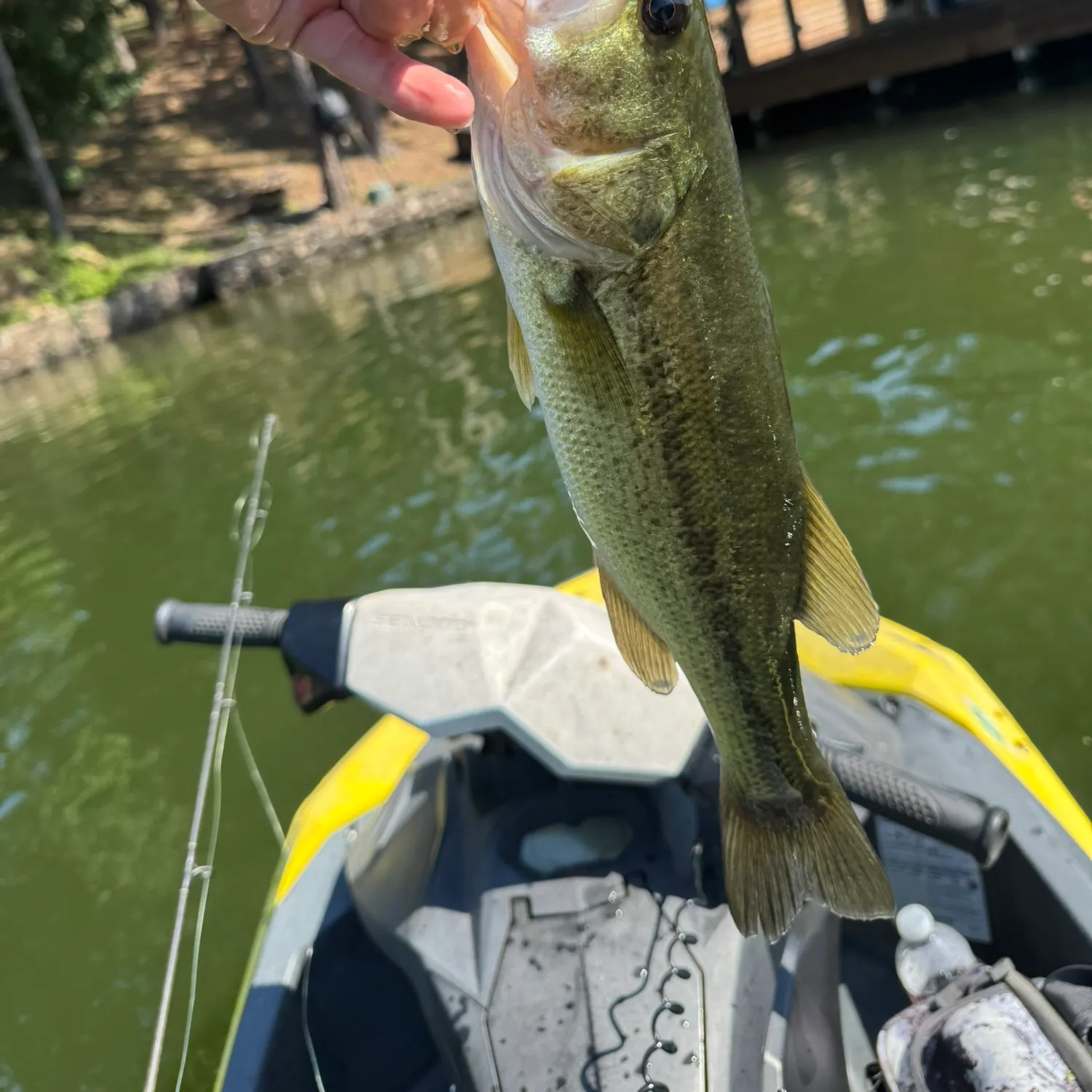 Largemouth bass caught on Fishbrain